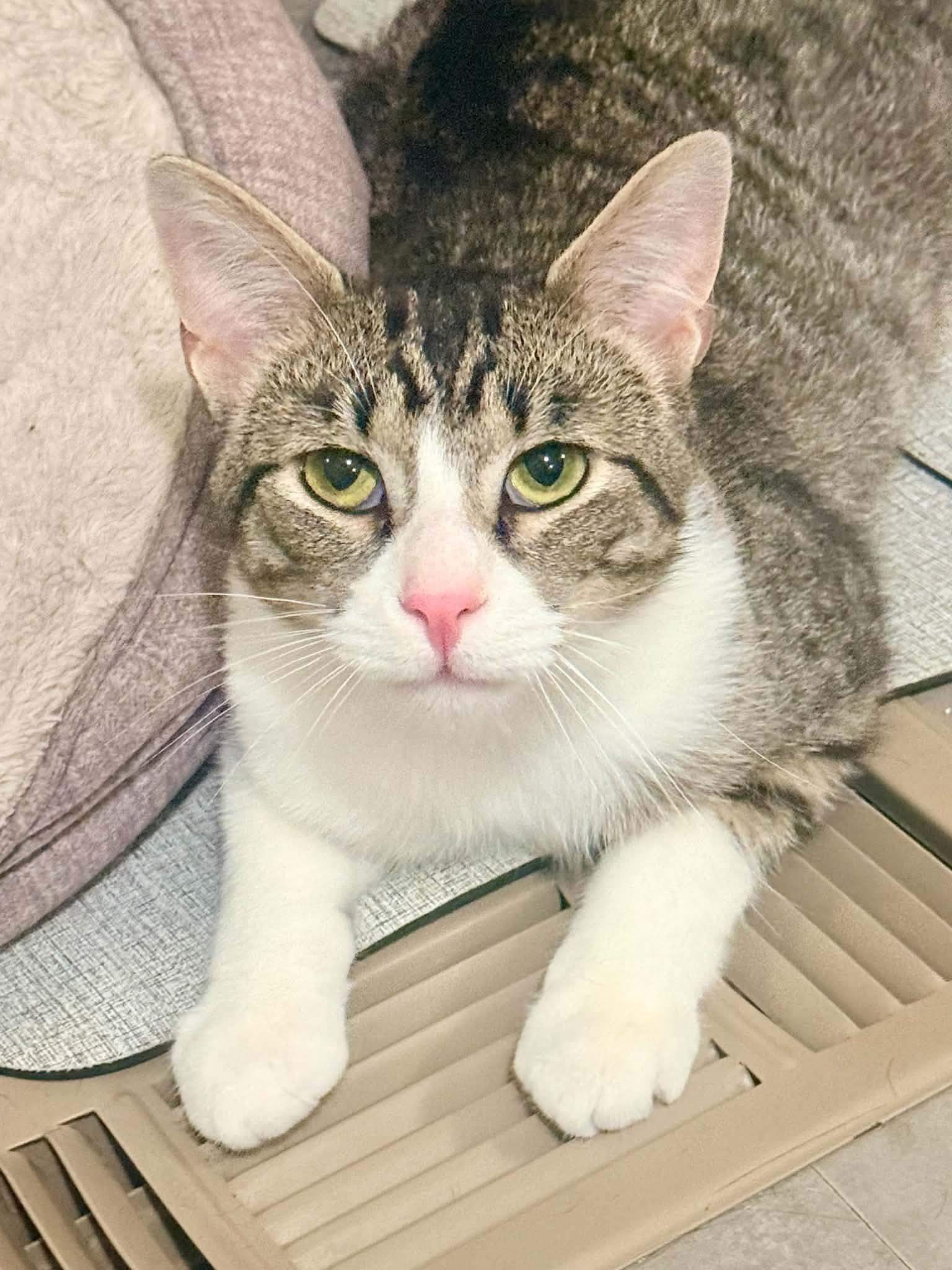 Enlarge Butler, an adoptable Domestic Short Hair in Royal Oak, MI image 5/5