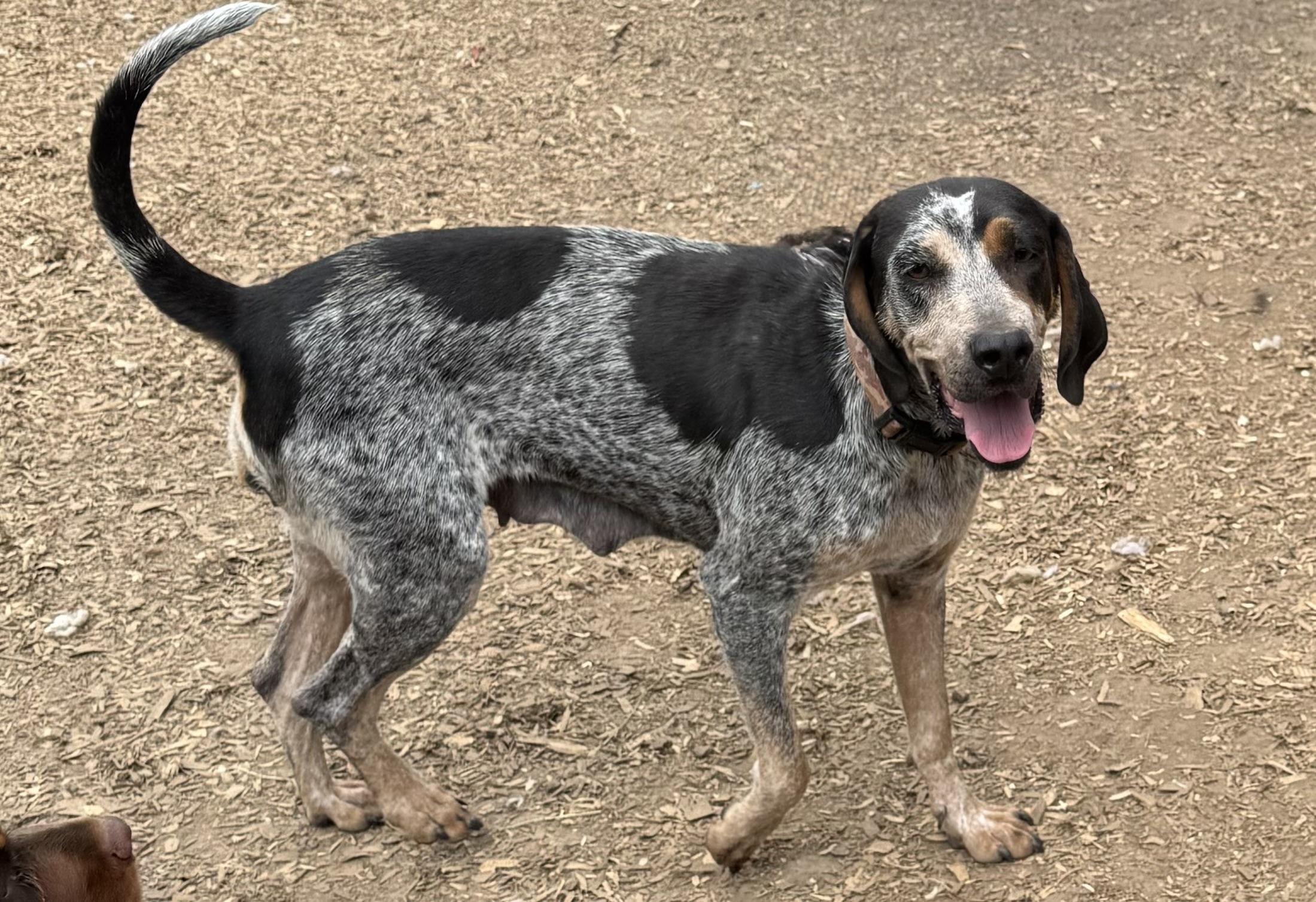 Marsha, Adoptable, Young Female Bluetick Coonhound.
