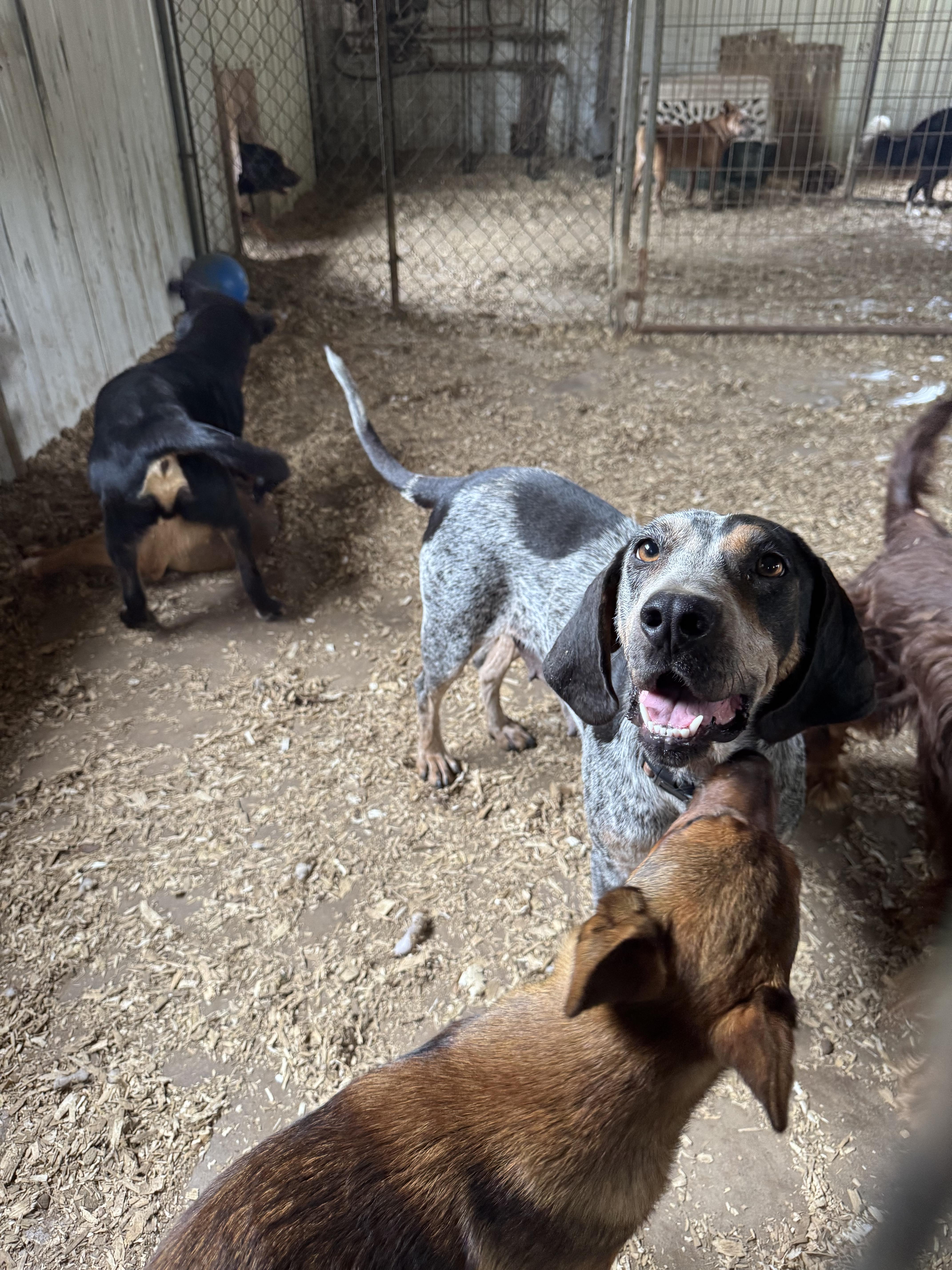 Enlarge Marsha, a Adoptable Bluetick Coonhound in Glenwood City, WI image 2/4