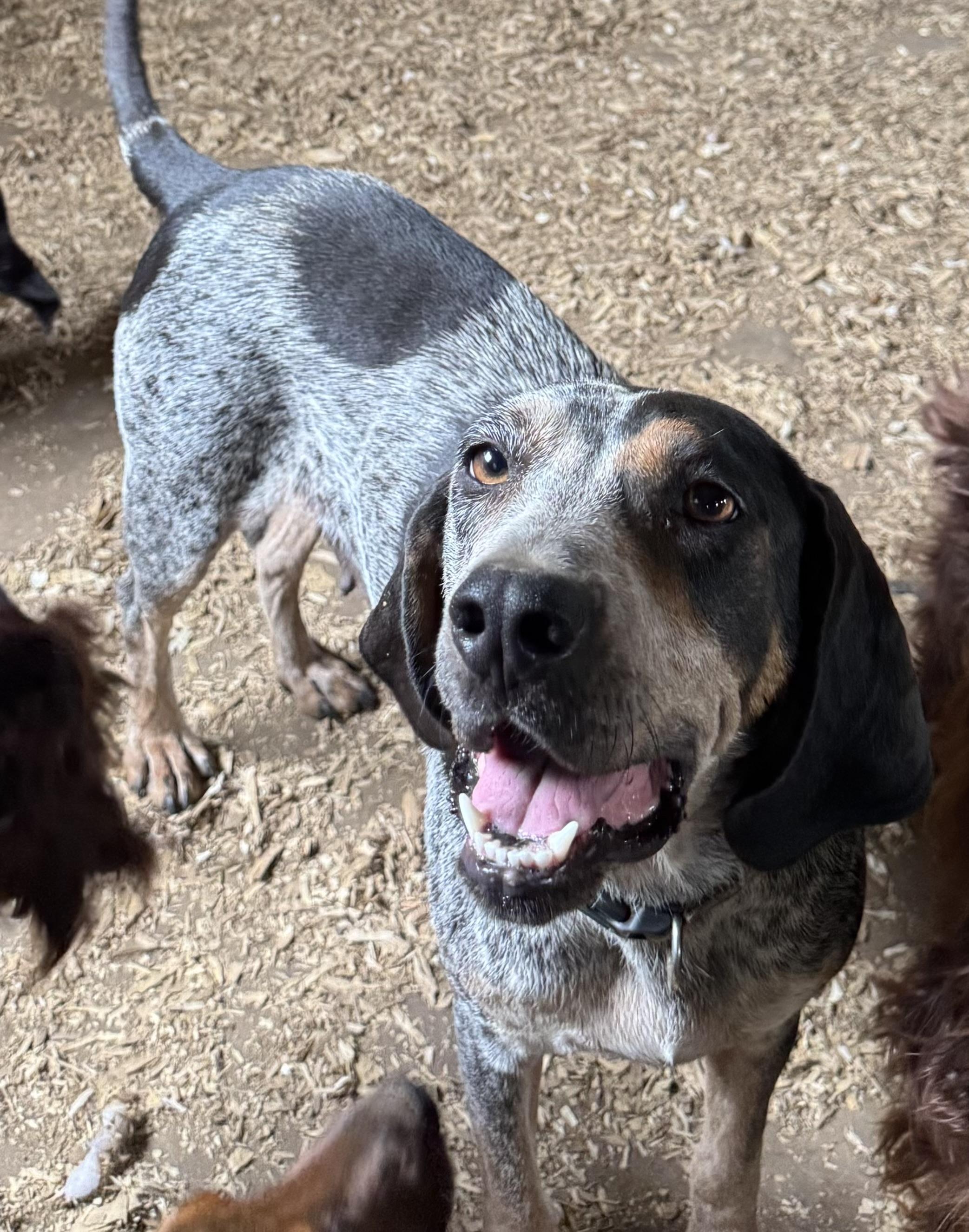 Enlarge Marsha, a Adoptable Bluetick Coonhound in Glenwood City, WI image 3/4