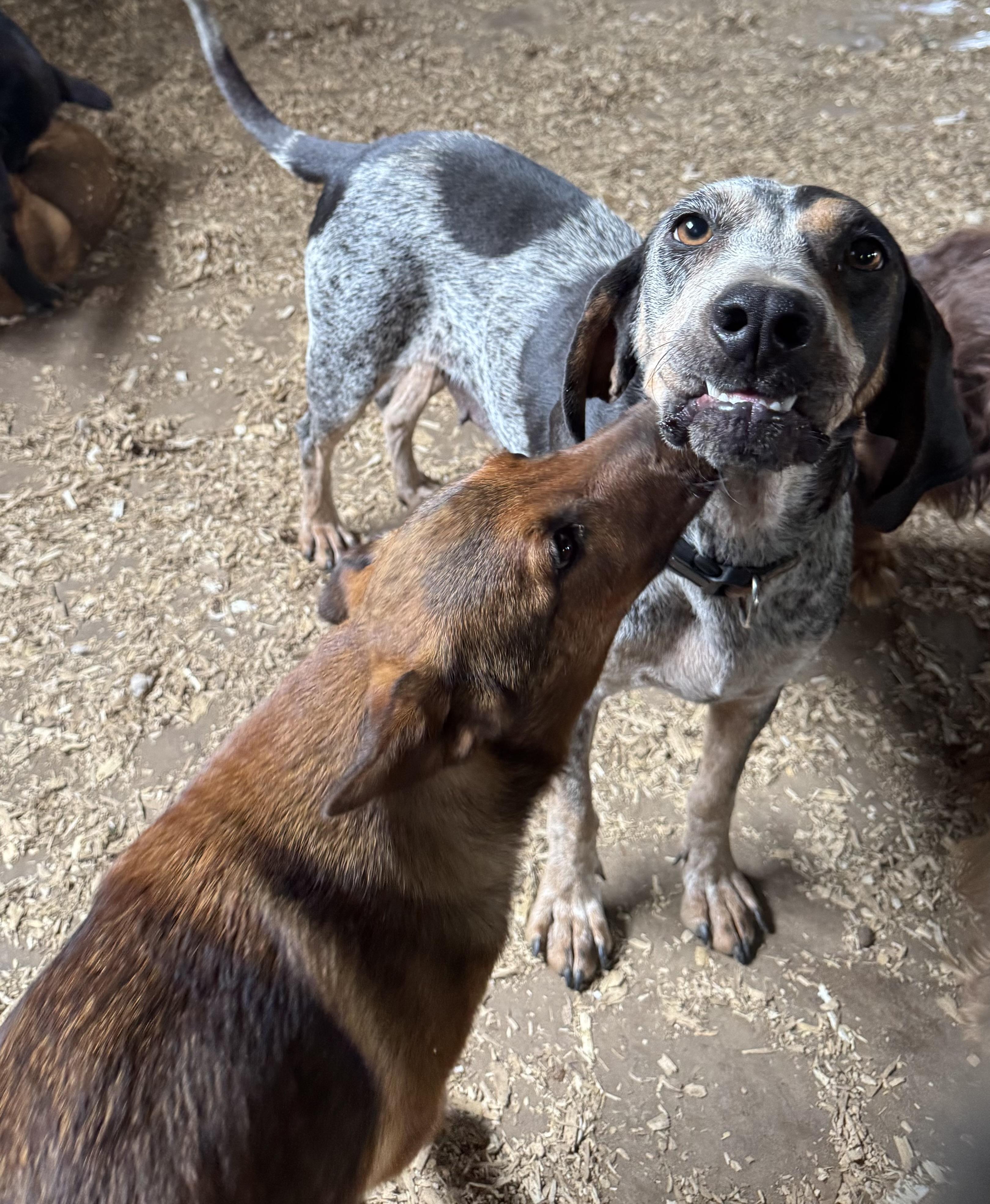 Enlarge Marsha, a Adoptable Bluetick Coonhound in Glenwood City, WI image 4/4
