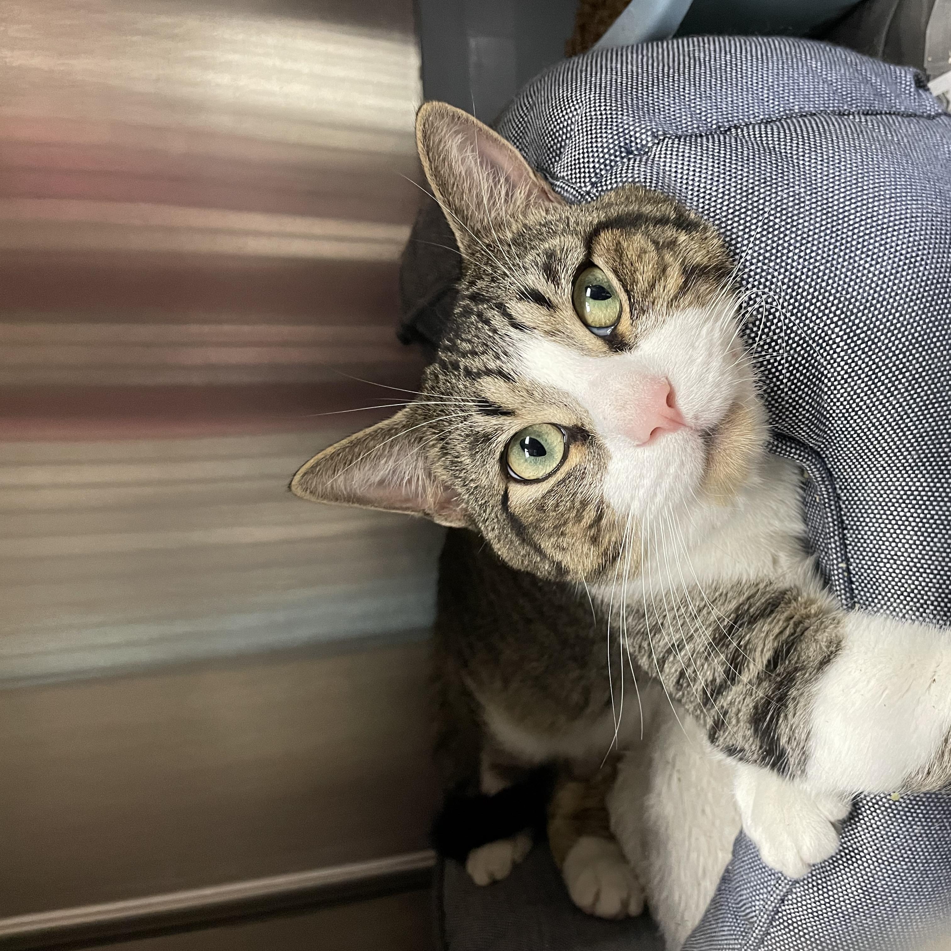 Enlarge Luke, a Adoptable American Shorthair in North Kingstown, RI image 5/5