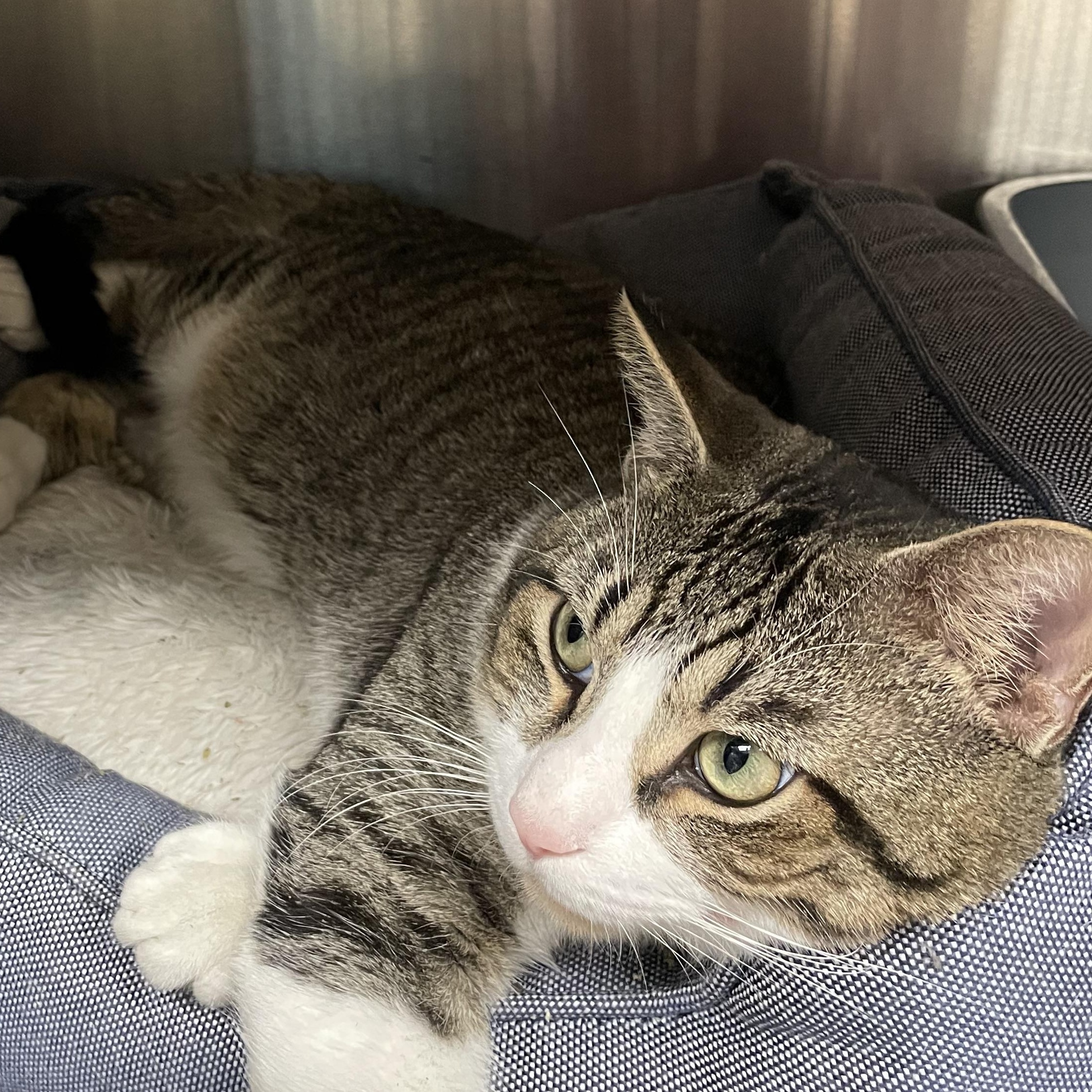 Enlarge Luke, a Adoptable American Shorthair in North Kingstown, RI image 3/5