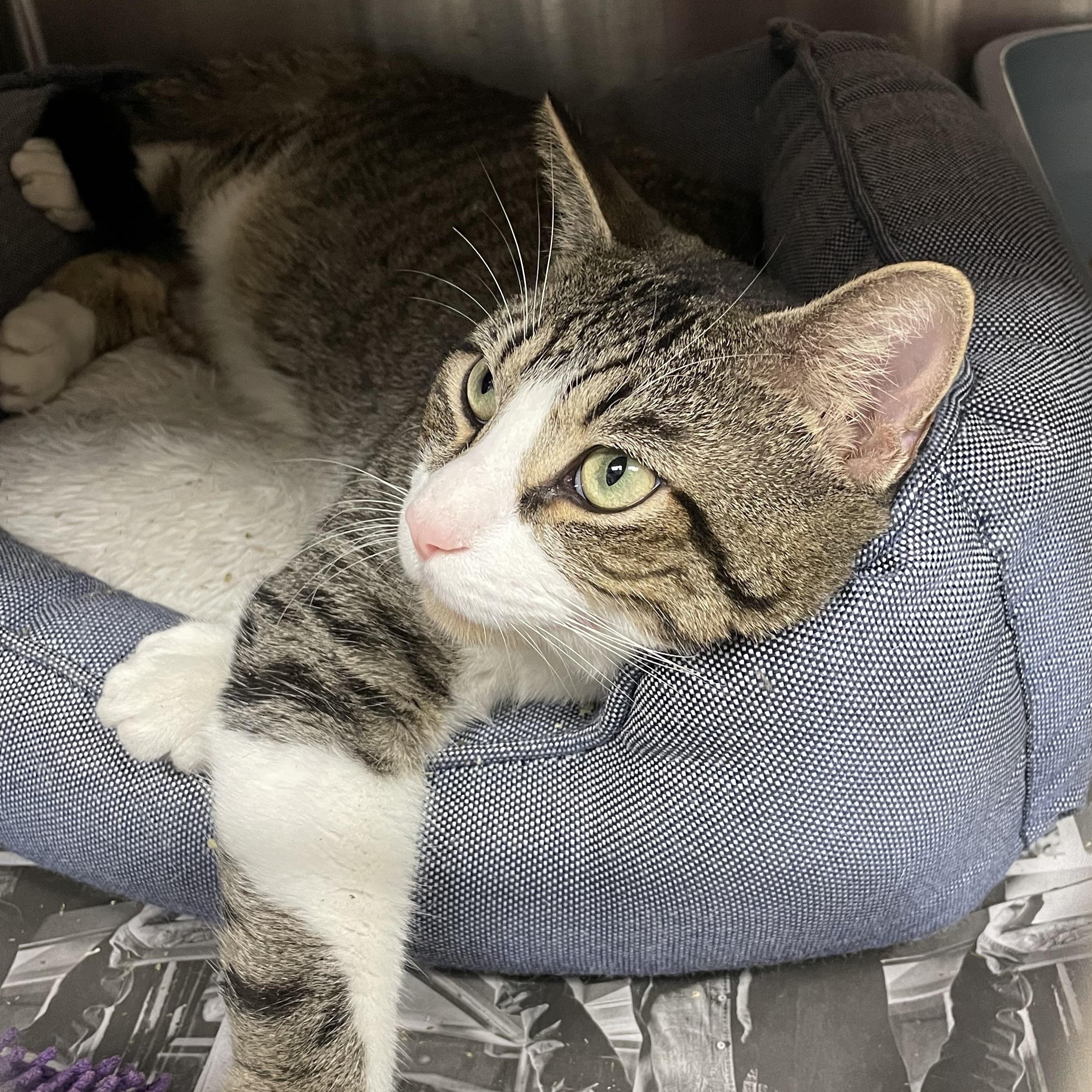 Enlarge Luke, a Adoptable American Shorthair in North Kingstown, RI image 2/5