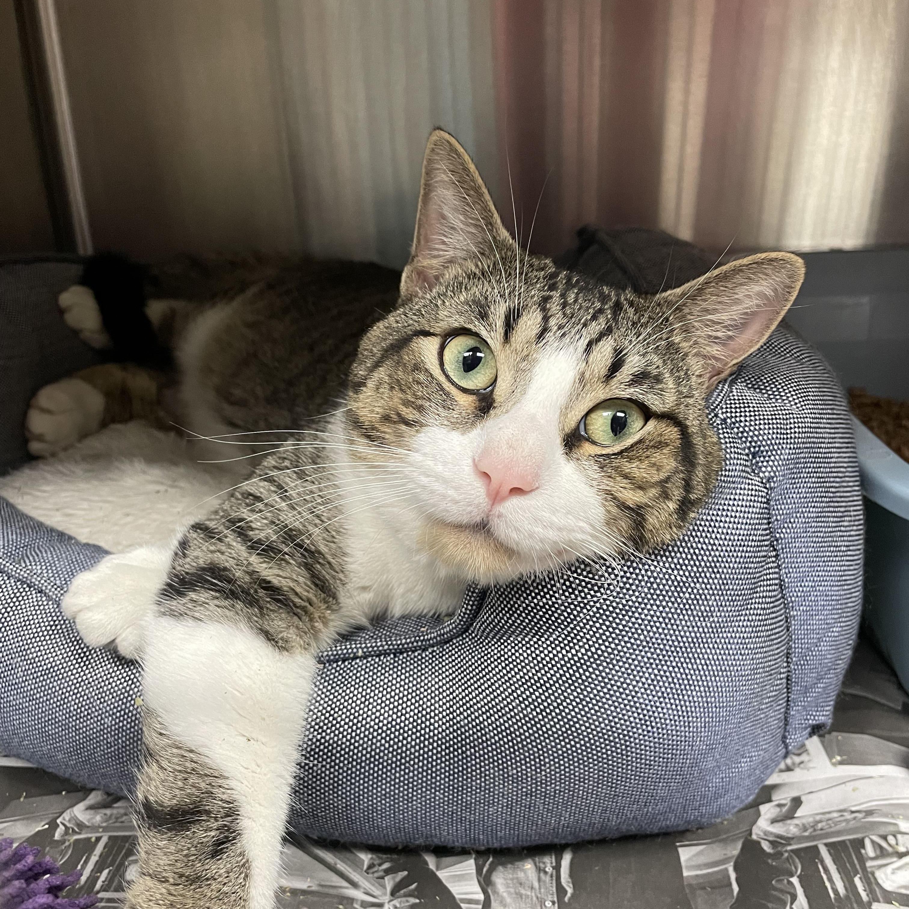 Enlarge Luke, a Adoptable American Shorthair in North Kingstown, RI image 1/5