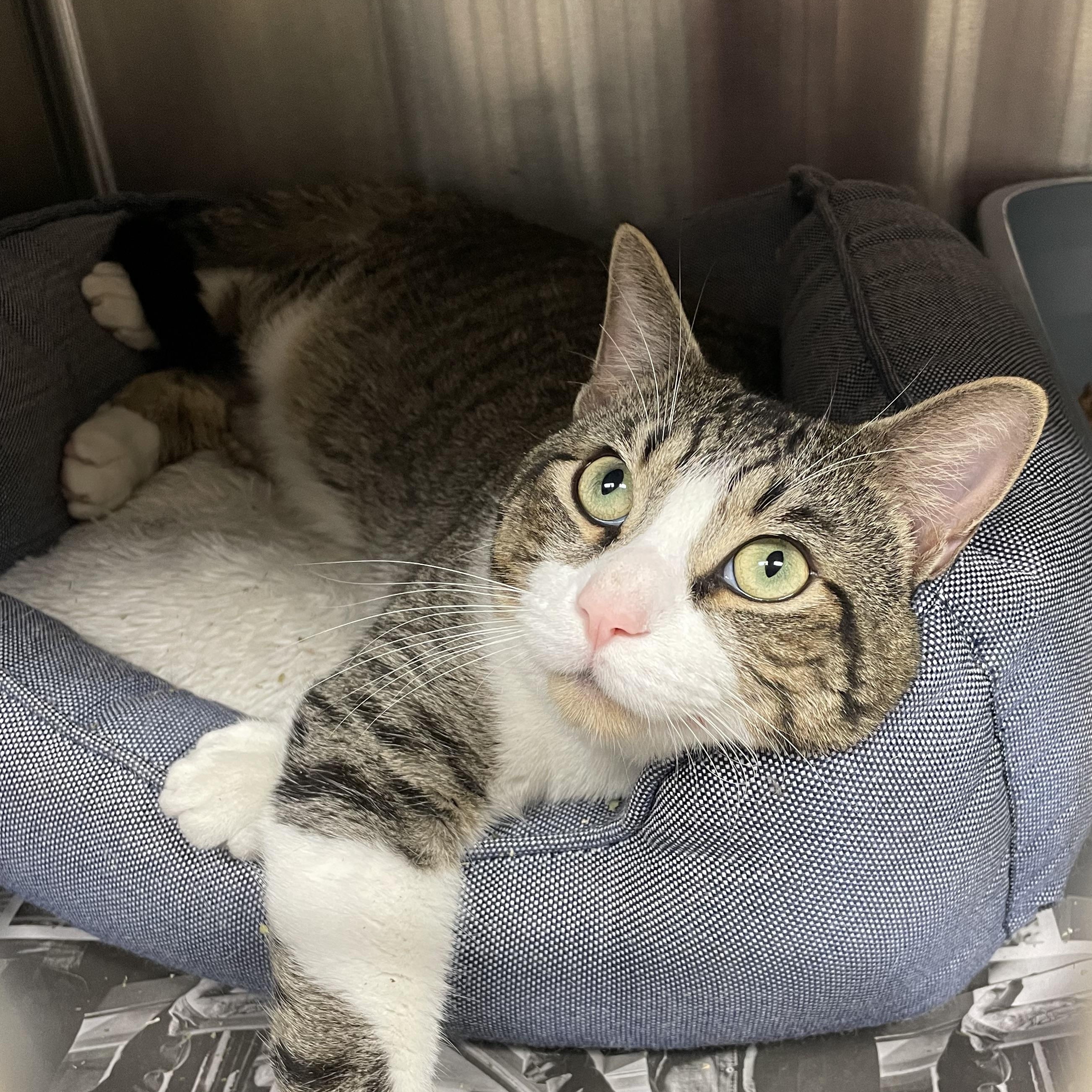 Enlarge Luke, a Adoptable American Shorthair in North Kingstown, RI image 4/5