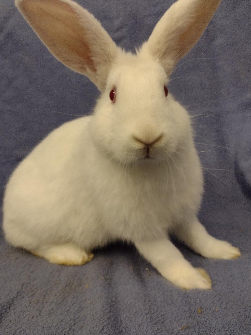 Rainer, Adoptable, Baby Male Florida White.