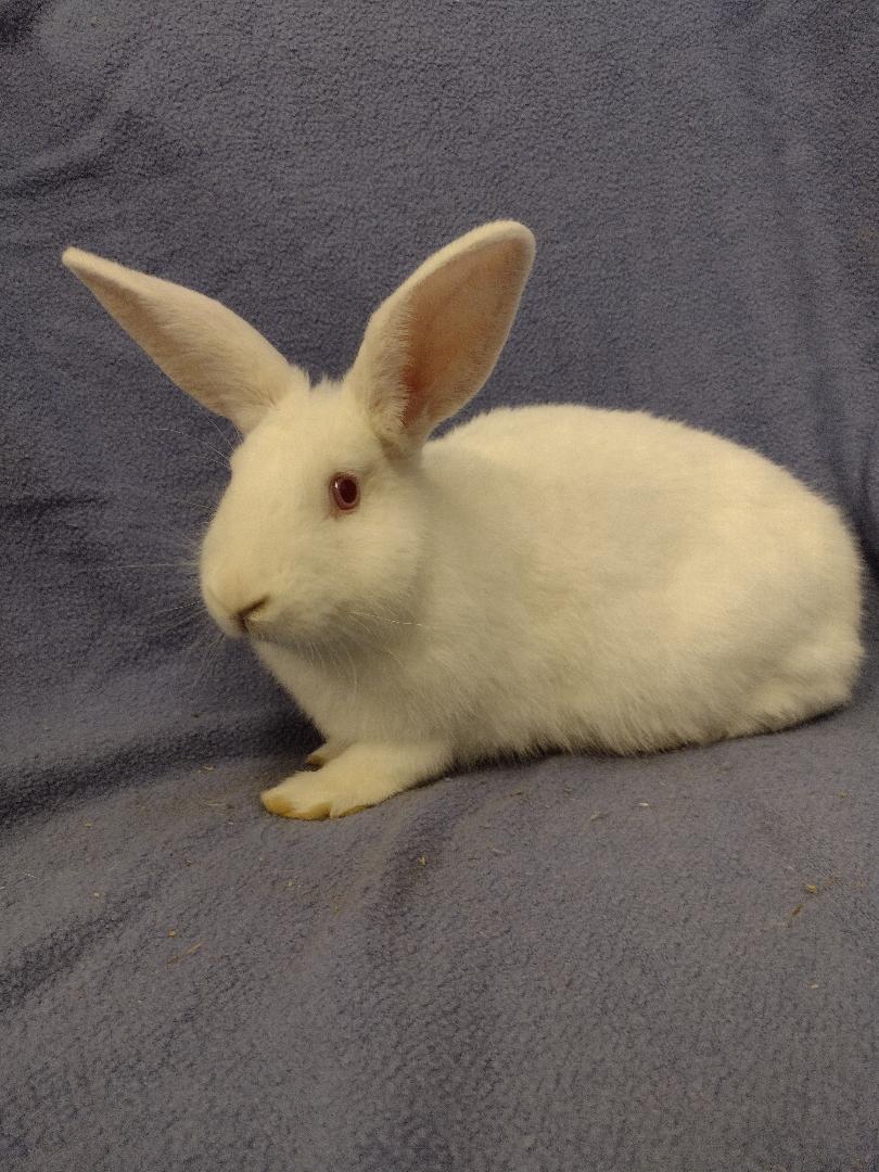 Rainer, a Adoptable Florida White in Plymouth, MI image 2/3