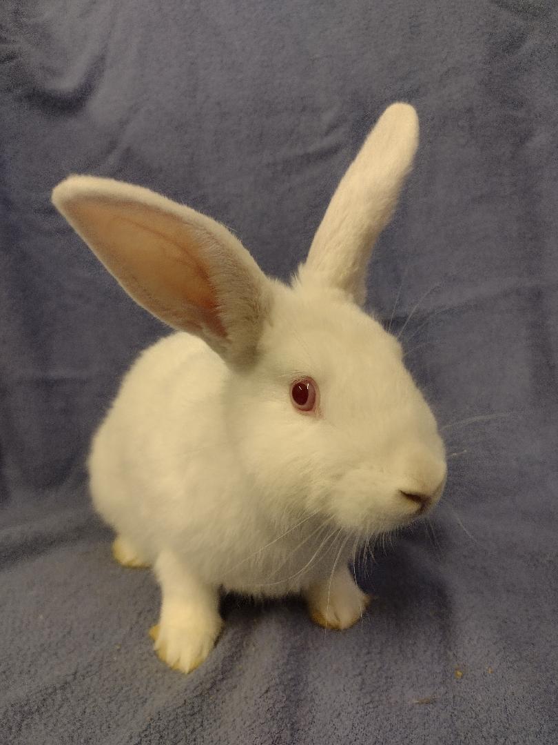Rainer, Adoptable, Baby Male Florida White.