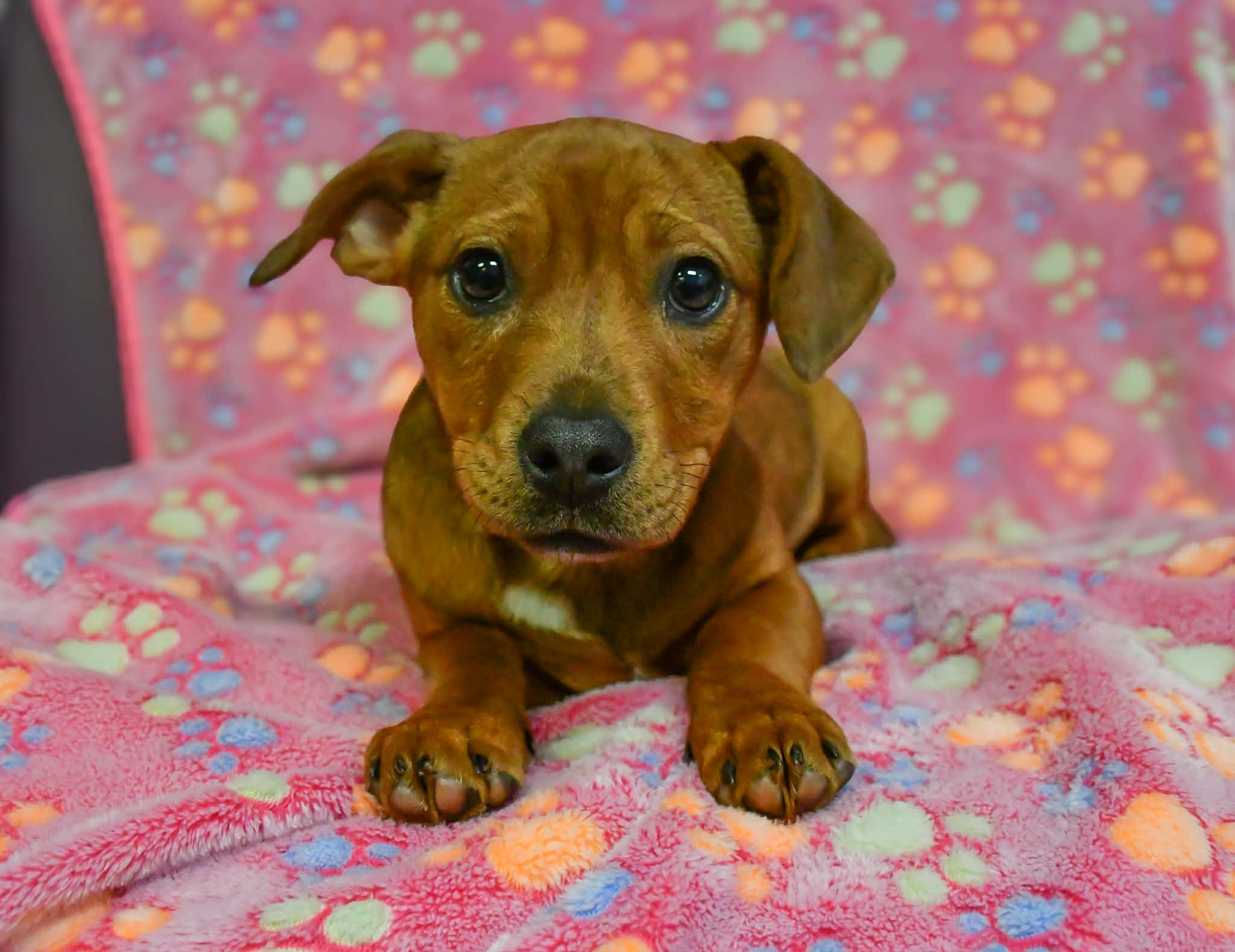 Massie in NH! Come Meet Our Adoptable Dogs Wed-Sat More Info in Bio!, adopted, Puppy Female Dachshund & Australian Shepherd.