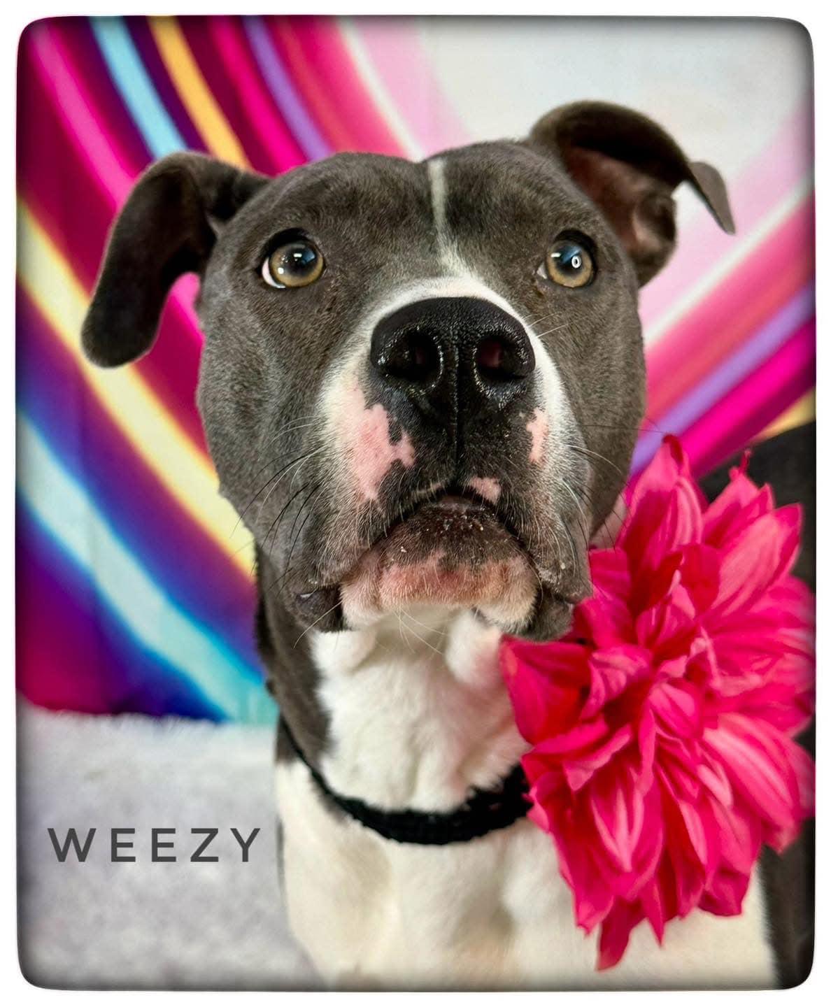 Enlarge Weezy, a Adoptable Mixed Breed in Flint, MI image 2/2