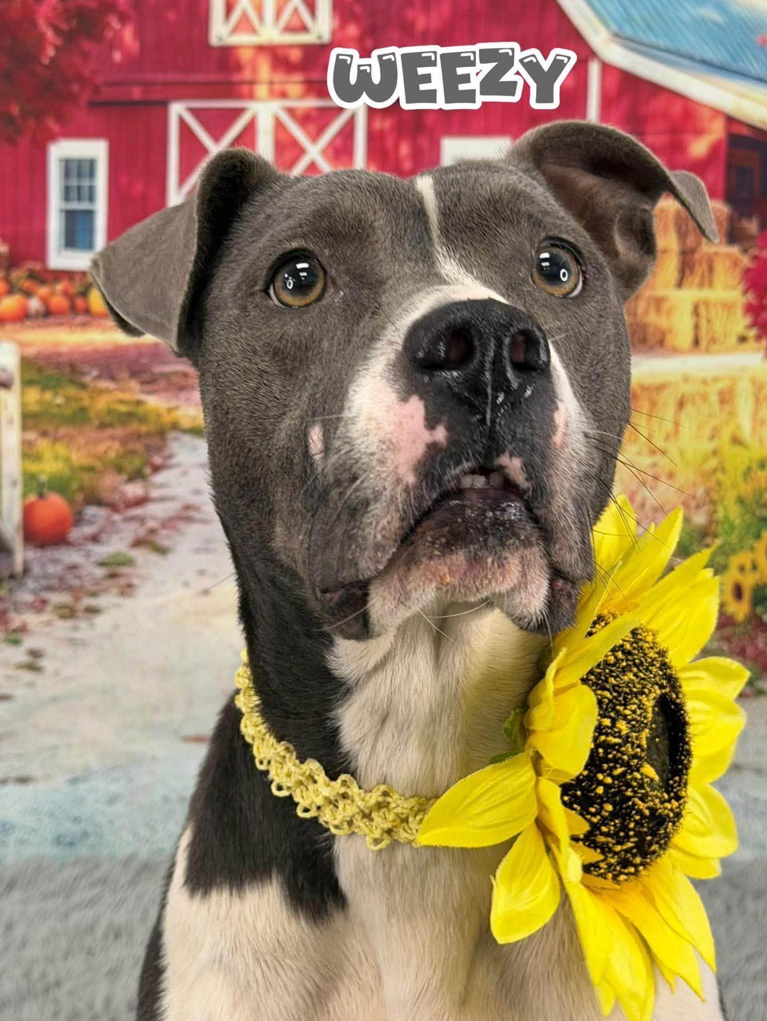 Enlarge Weezy, a Adoptable Mixed Breed in Flint, MI image 1/2