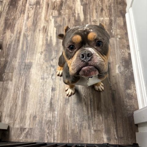 Enlarge Buster, a ADOPTABLE American Bully in Hummelstown, PA image 5/6