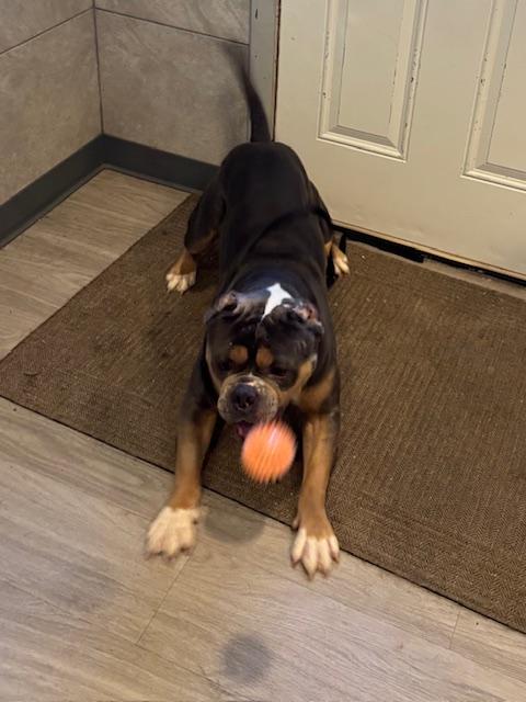 Enlarge Buster, a ADOPTABLE American Bully in Hummelstown, PA image 4/6