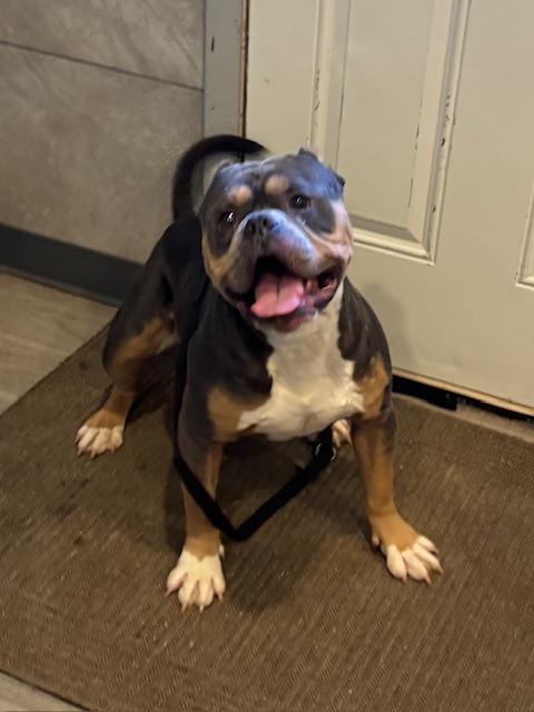 Enlarge Buster, a ADOPTABLE American Bully in Hummelstown, PA image 1/6