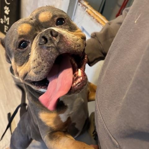 Enlarge Buster, a ADOPTABLE American Bully in Hummelstown, PA image 2/6