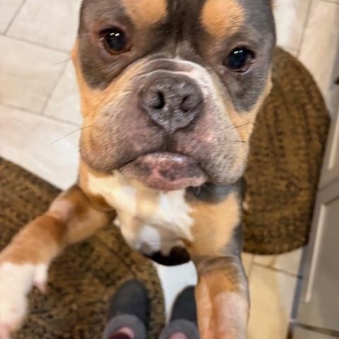 Enlarge Buster, a ADOPTABLE American Bully in Hummelstown, PA image 6/6