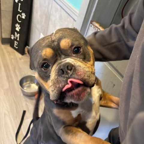 Enlarge Buster, a ADOPTABLE American Bully in Hummelstown, PA image 3/6