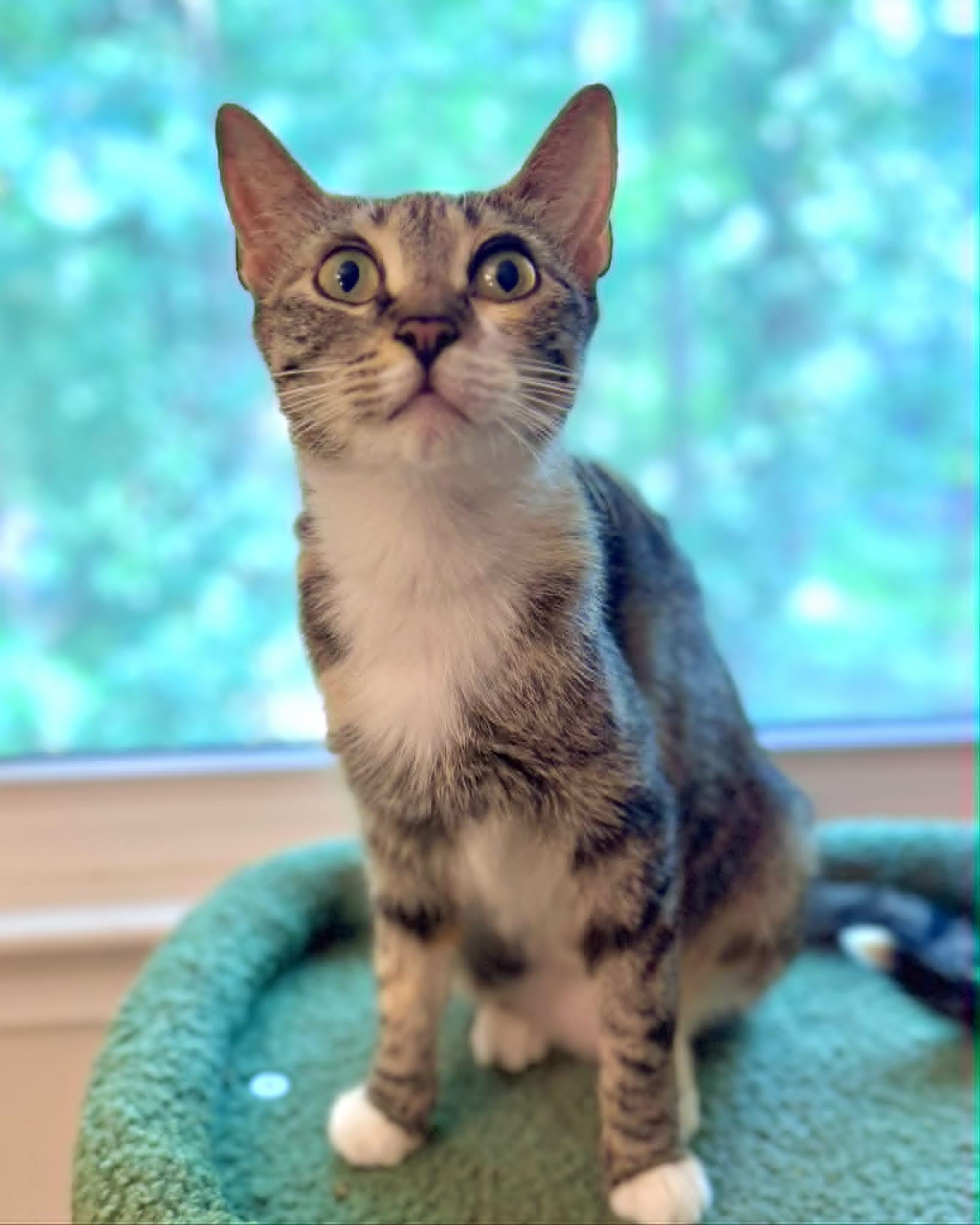 Nova, ADOPTABLE, Young Female Domestic Short Hair.