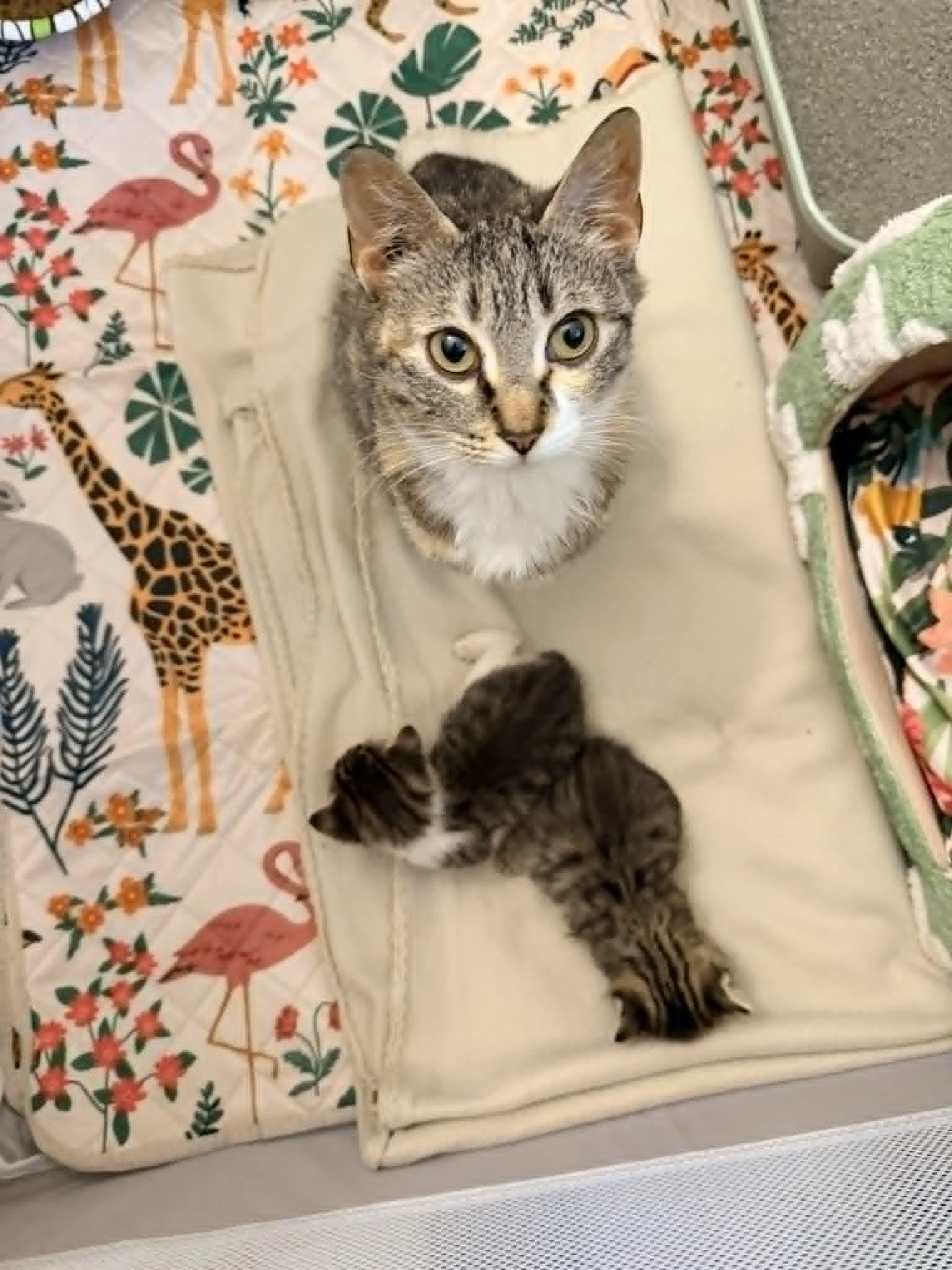 Nova, a ADOPTABLE Domestic Short Hair in Mullica Hill, NJ image 2/4