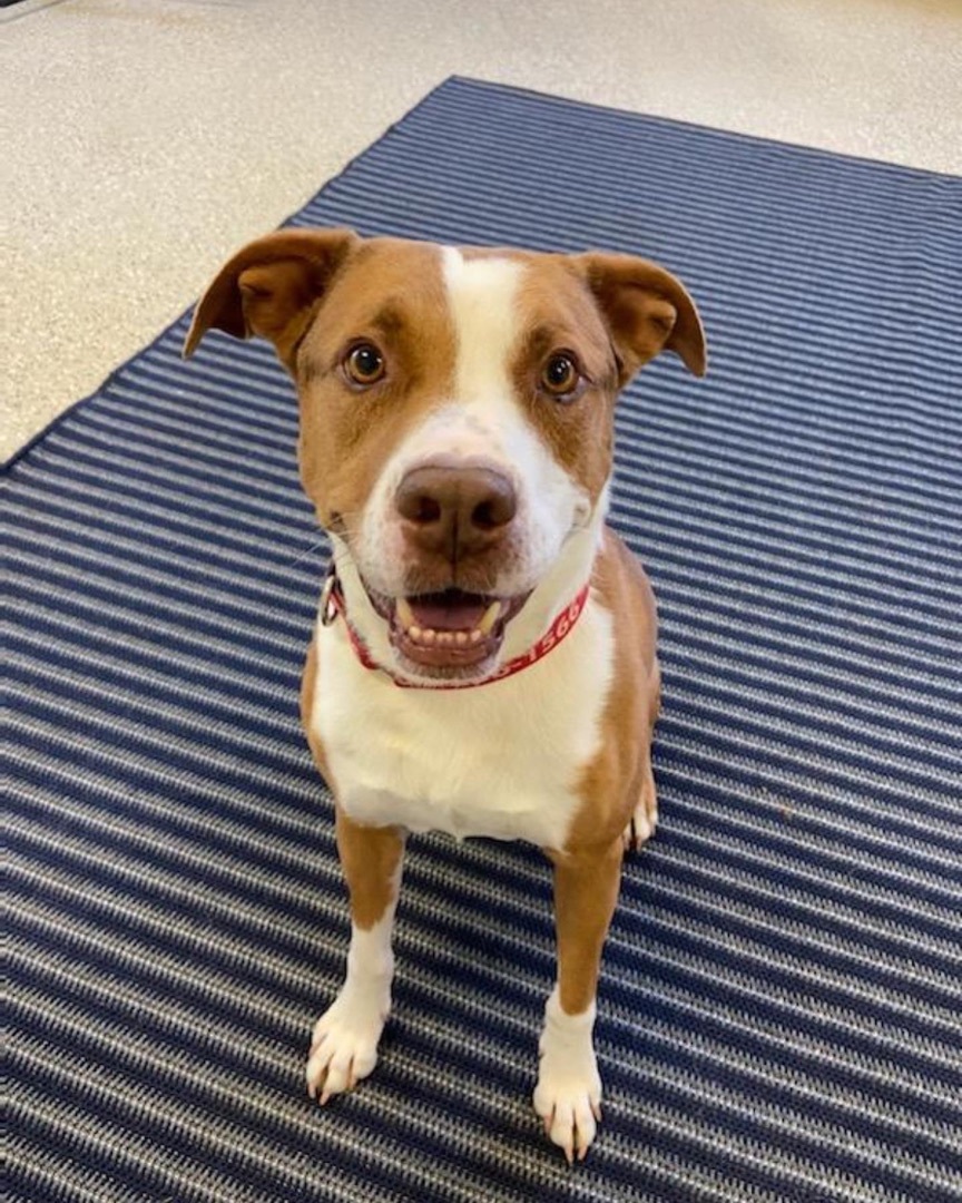 Sawyer, a Adoptable mixed breed in Monroe, NC image 1/10