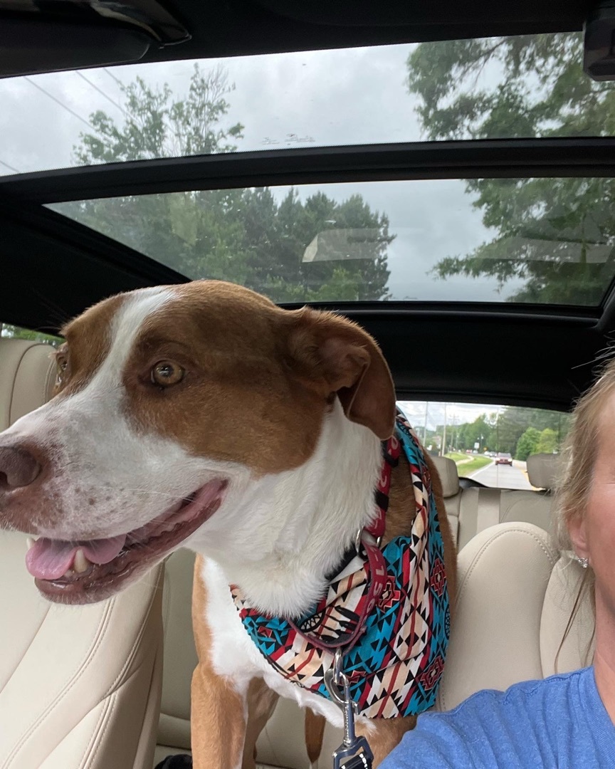 Sawyer, a Adoptable mixed breed in Monroe, NC image 2/10