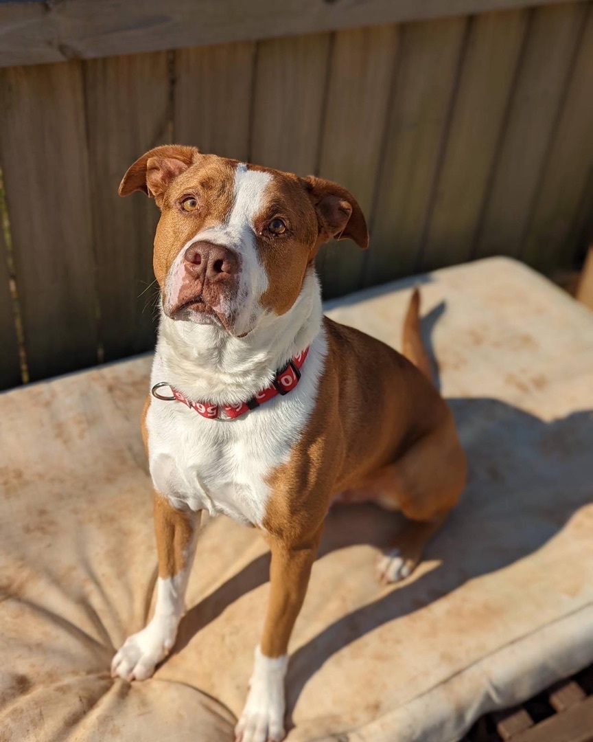 Sawyer, a Adoptable mixed breed in Monroe, NC image 3/10