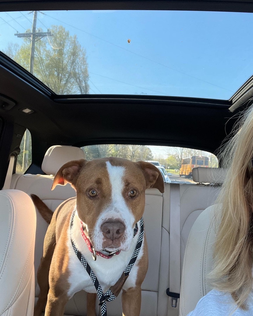 Sawyer, a Adoptable mixed breed in Monroe, NC image 4/10