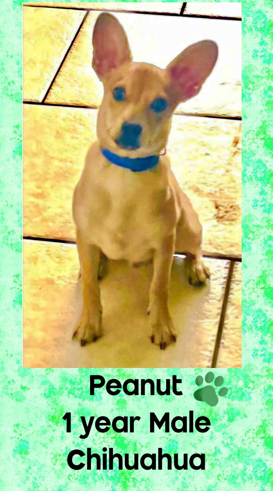 Enlarge PEANUT – 1 YEAR MALE CHIHUAHUA @ PETCO, 5011 E. RAY ROAD, PHX 85044 ON SATURDAY, DEC. 20th,  11–2PM, a Adoptable Chihuahua in Mesa, AZ image 3/3