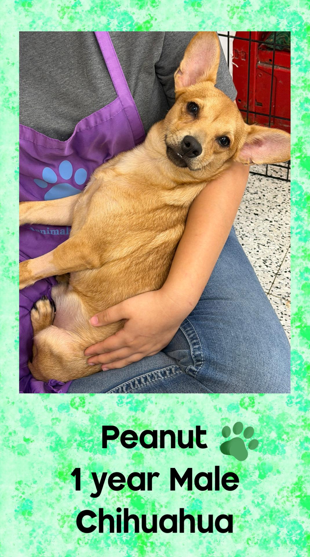 PEANUT – 1 YEAR MALE CHIHUAHUA , Adoptable, Adult Male Chihuahua.
