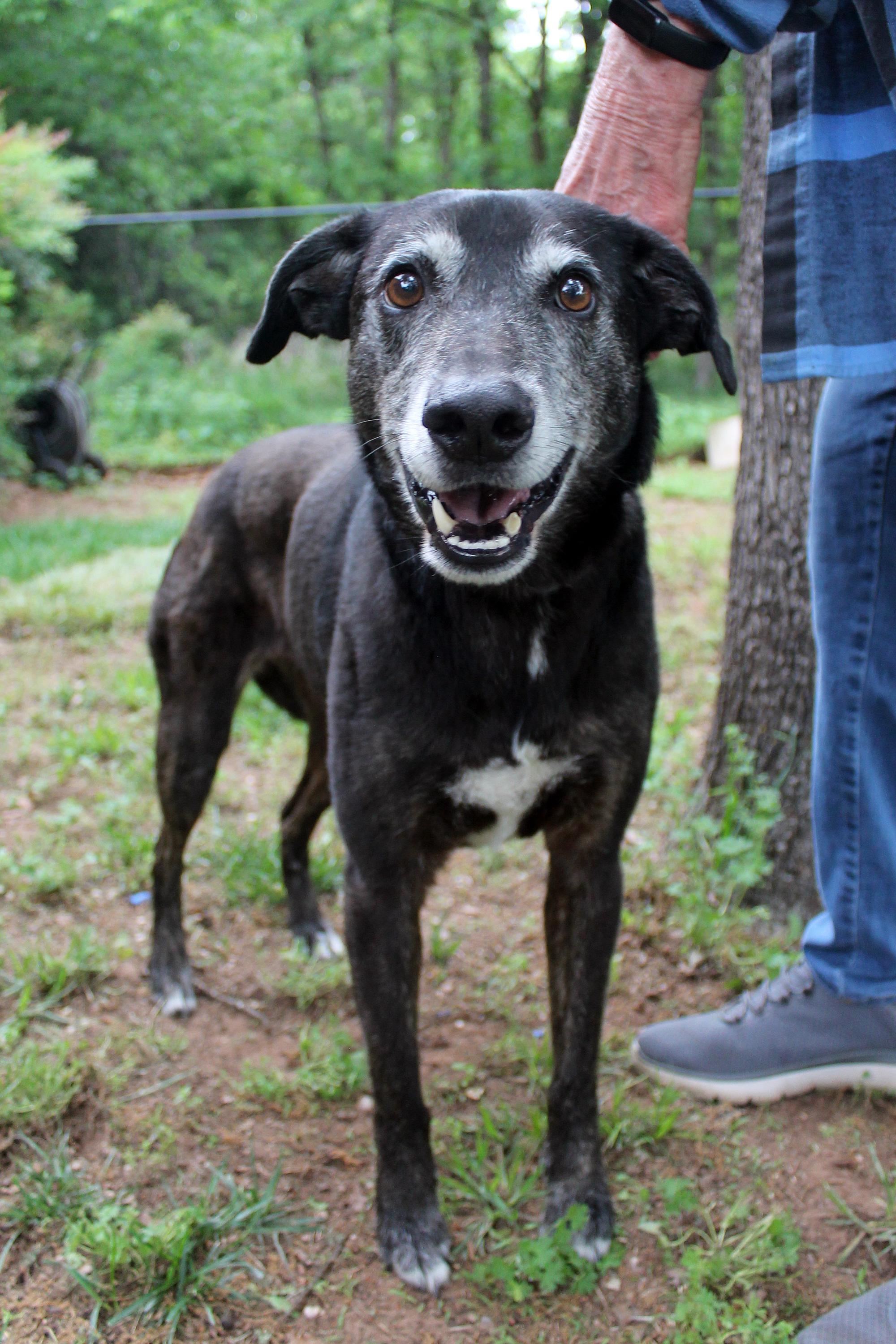 Enlarge Lydia, a Adoptable mixed breed in Guthrie, OK image 3/6