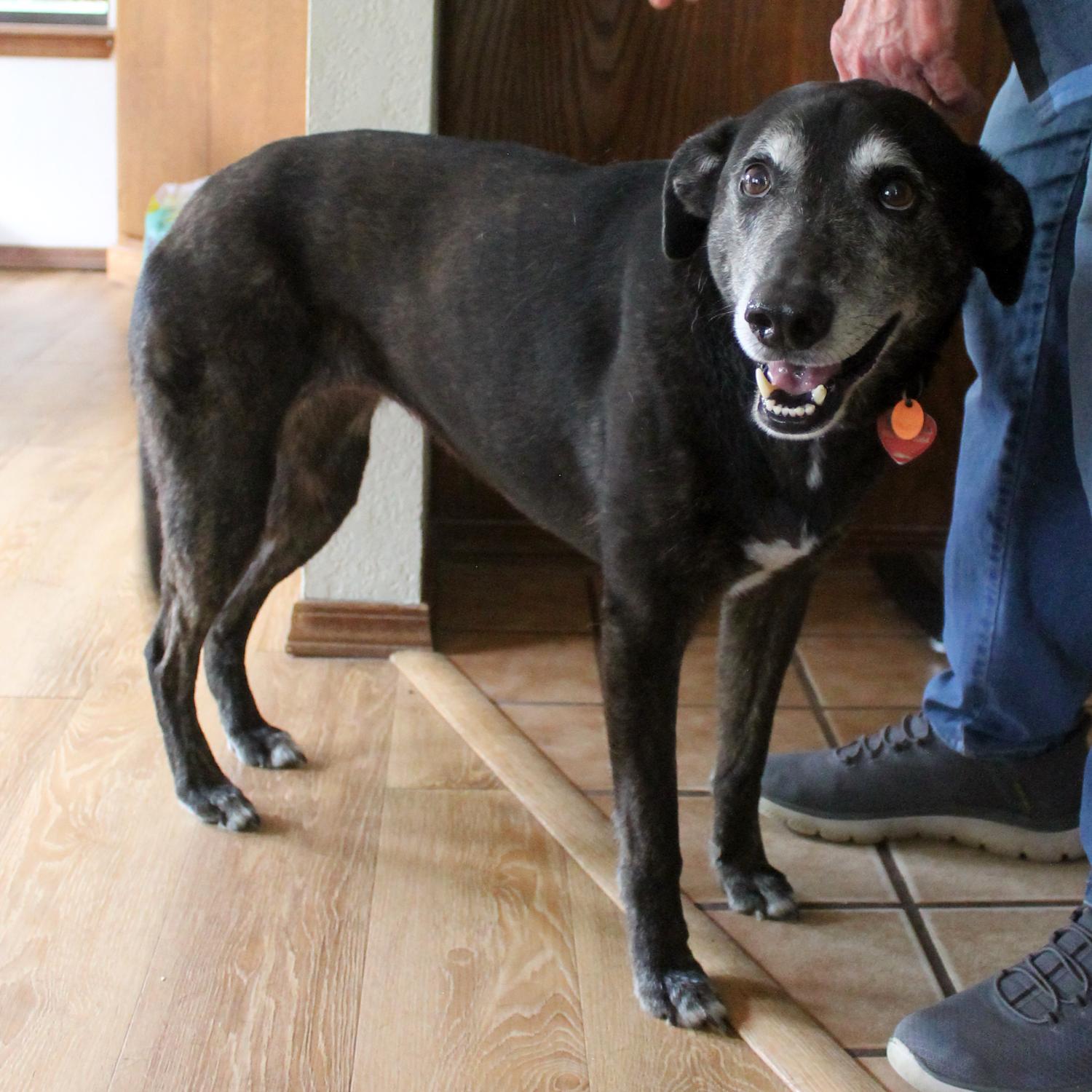 Enlarge Lydia, a Adoptable mixed breed in Guthrie, OK image 4/6
