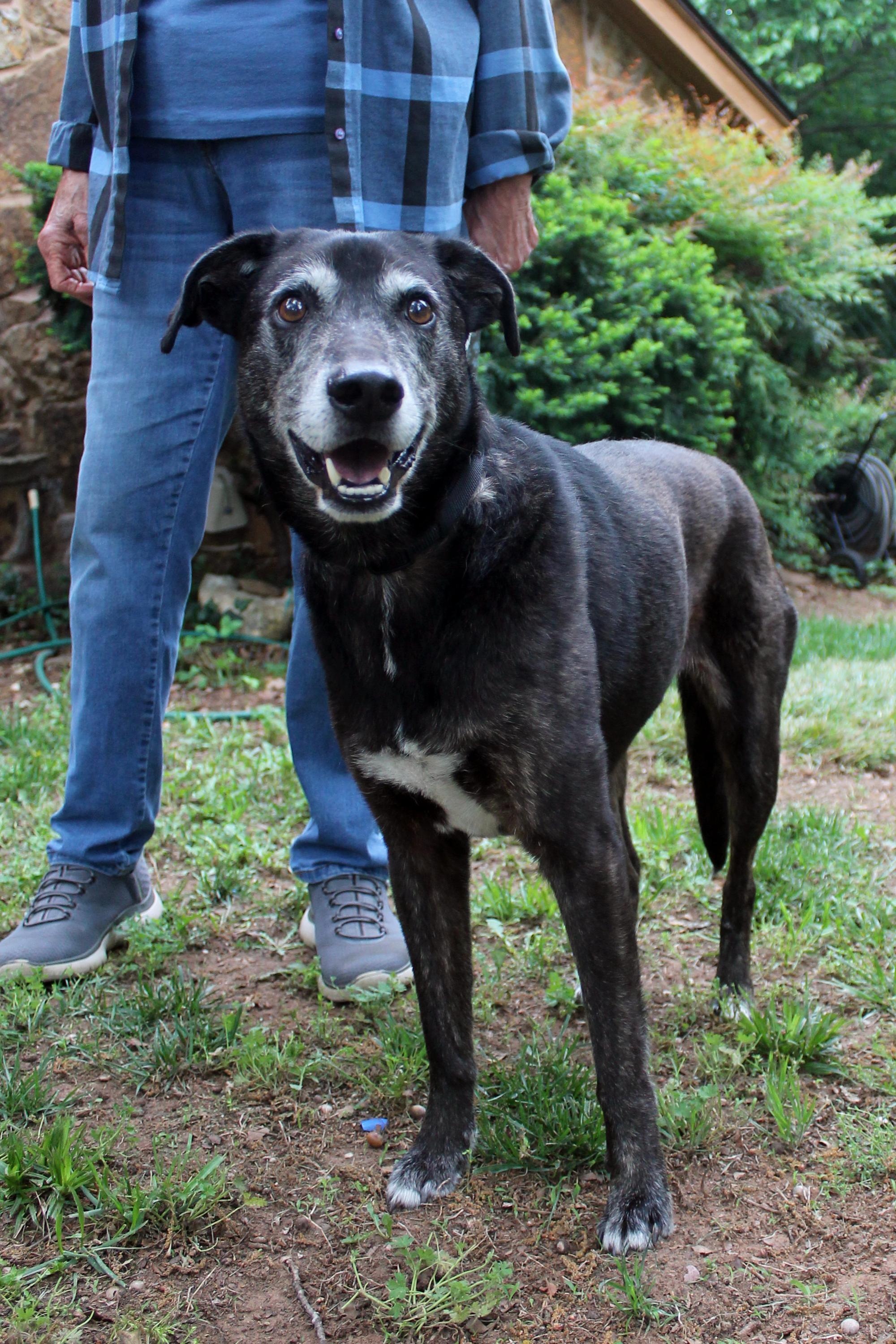 Lydia, Adoptable, Senior Female Greyhound & Black Labrador Retriever.