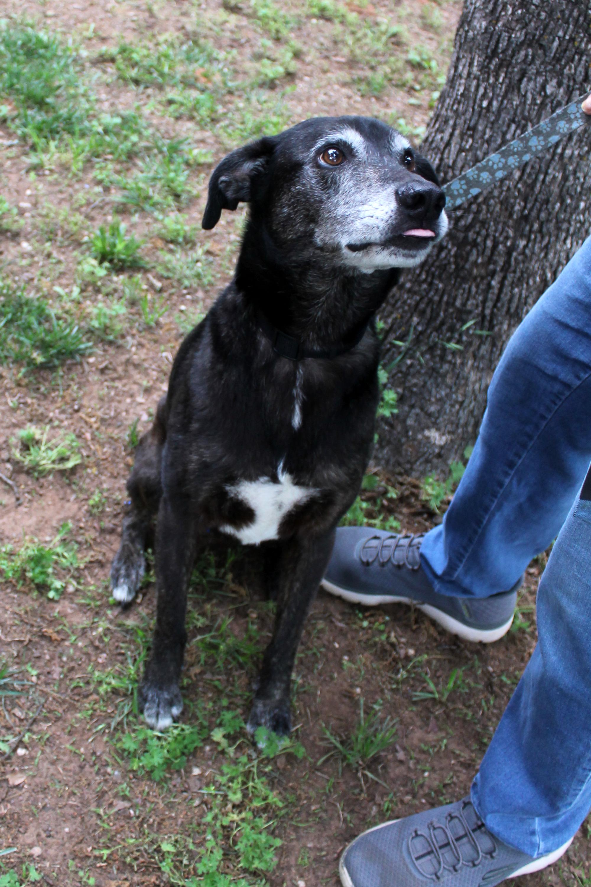 Enlarge Lydia, a Adoptable mixed breed in Guthrie, OK image 2/6