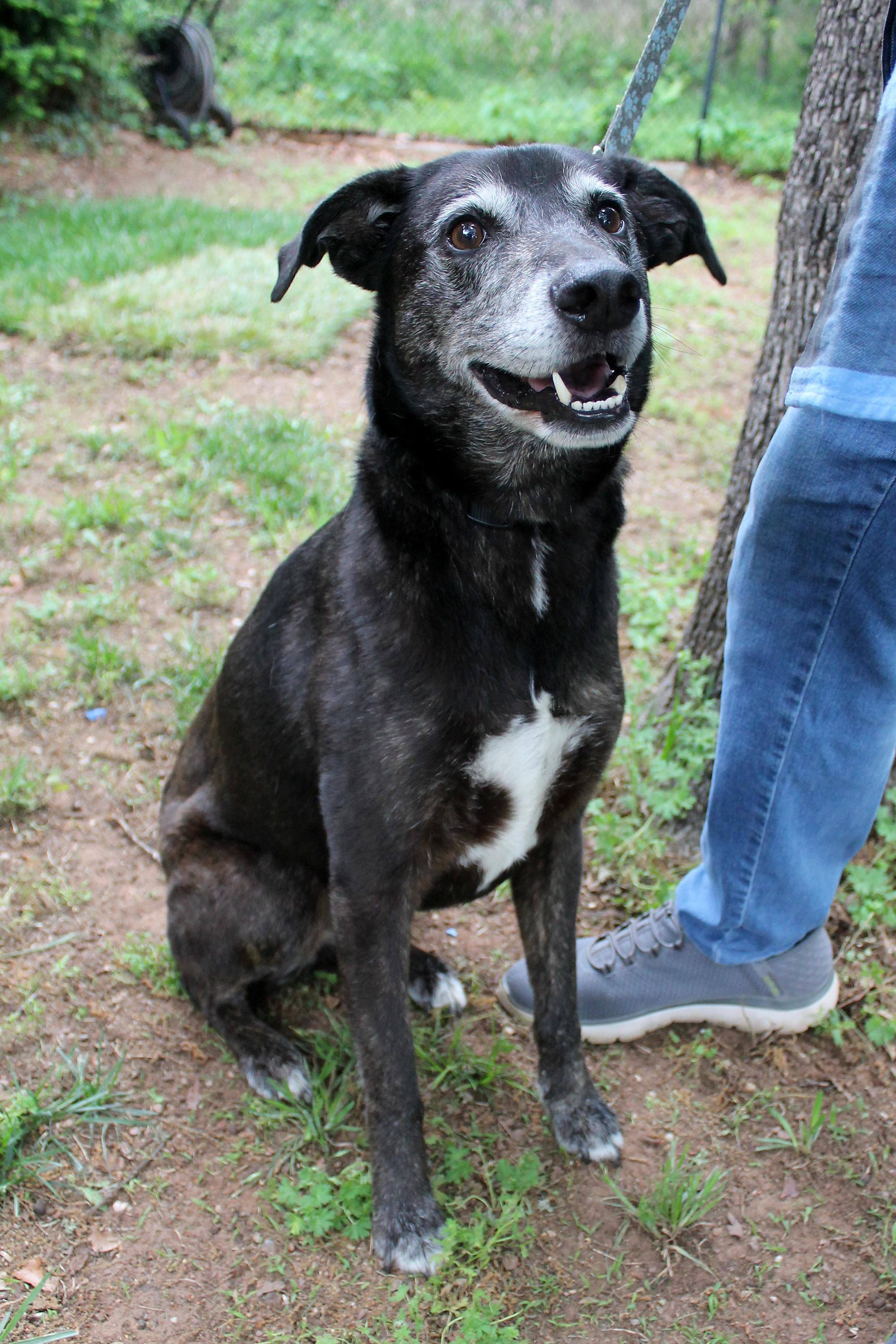 Enlarge Lydia, a Adoptable mixed breed in Guthrie, OK image 5/6