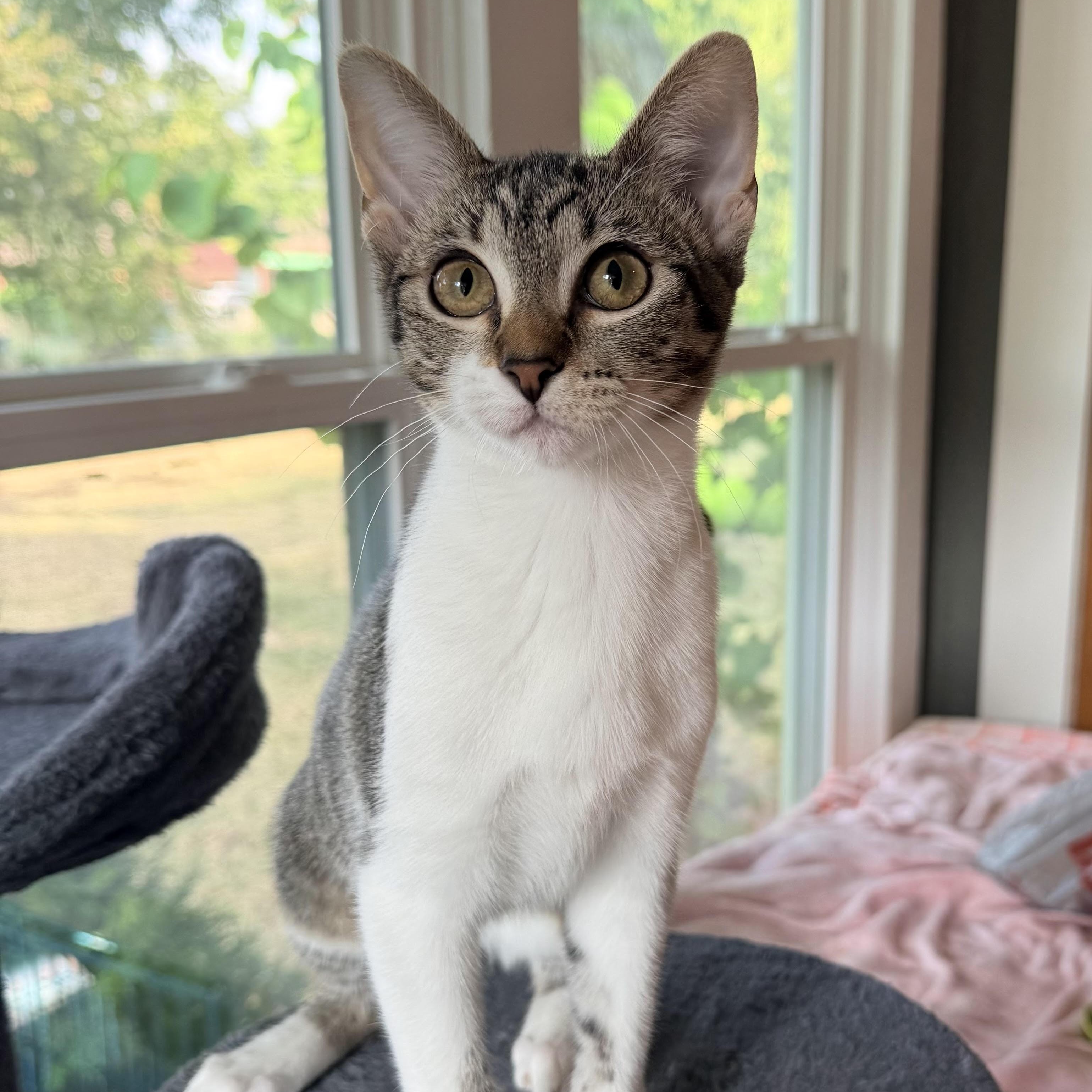 Shannon, Adoptable, Kitten Female Domestic Short Hair.