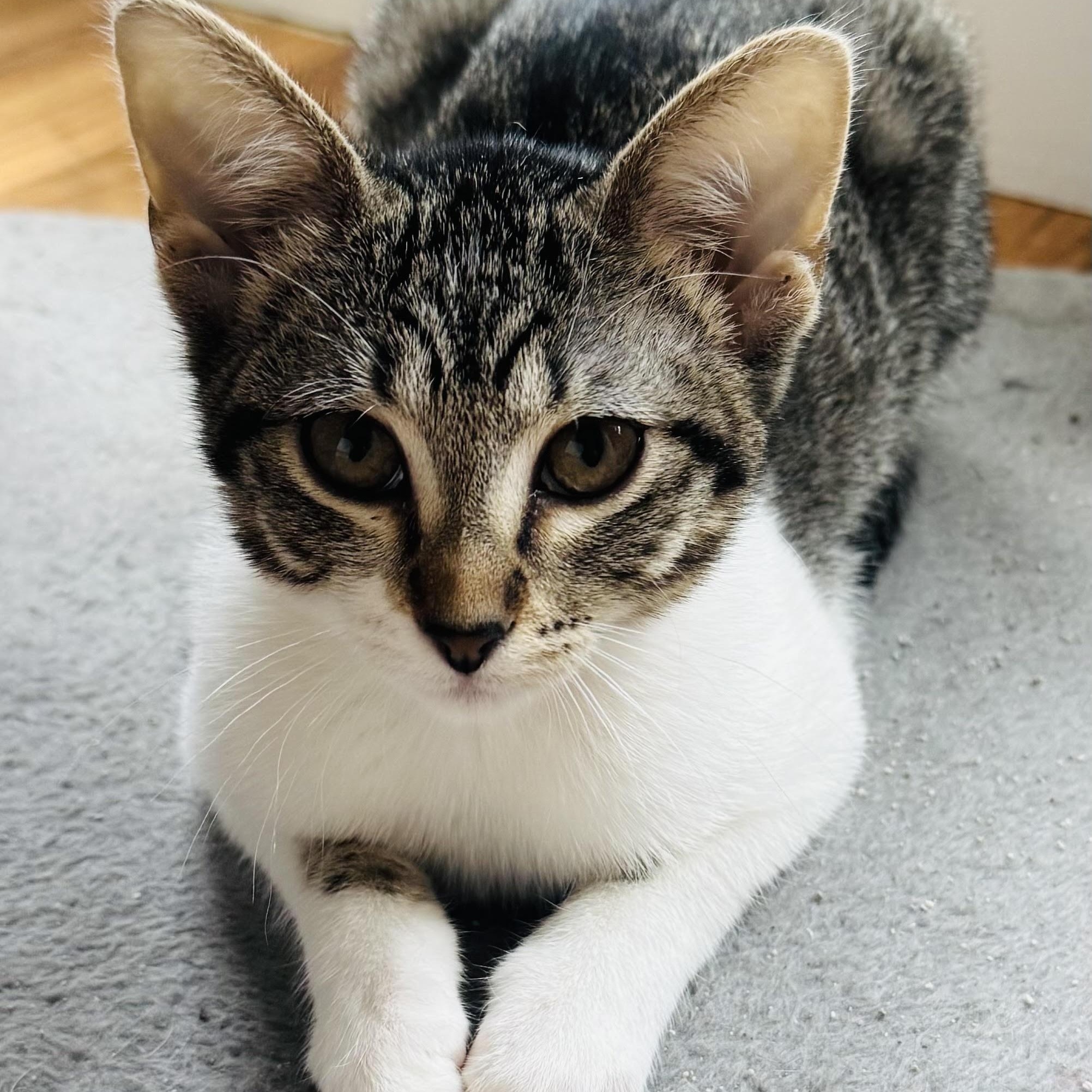 Enlarge Shannon, a Adoptable Domestic Short Hair in Colorado Springs, CO image 3/5