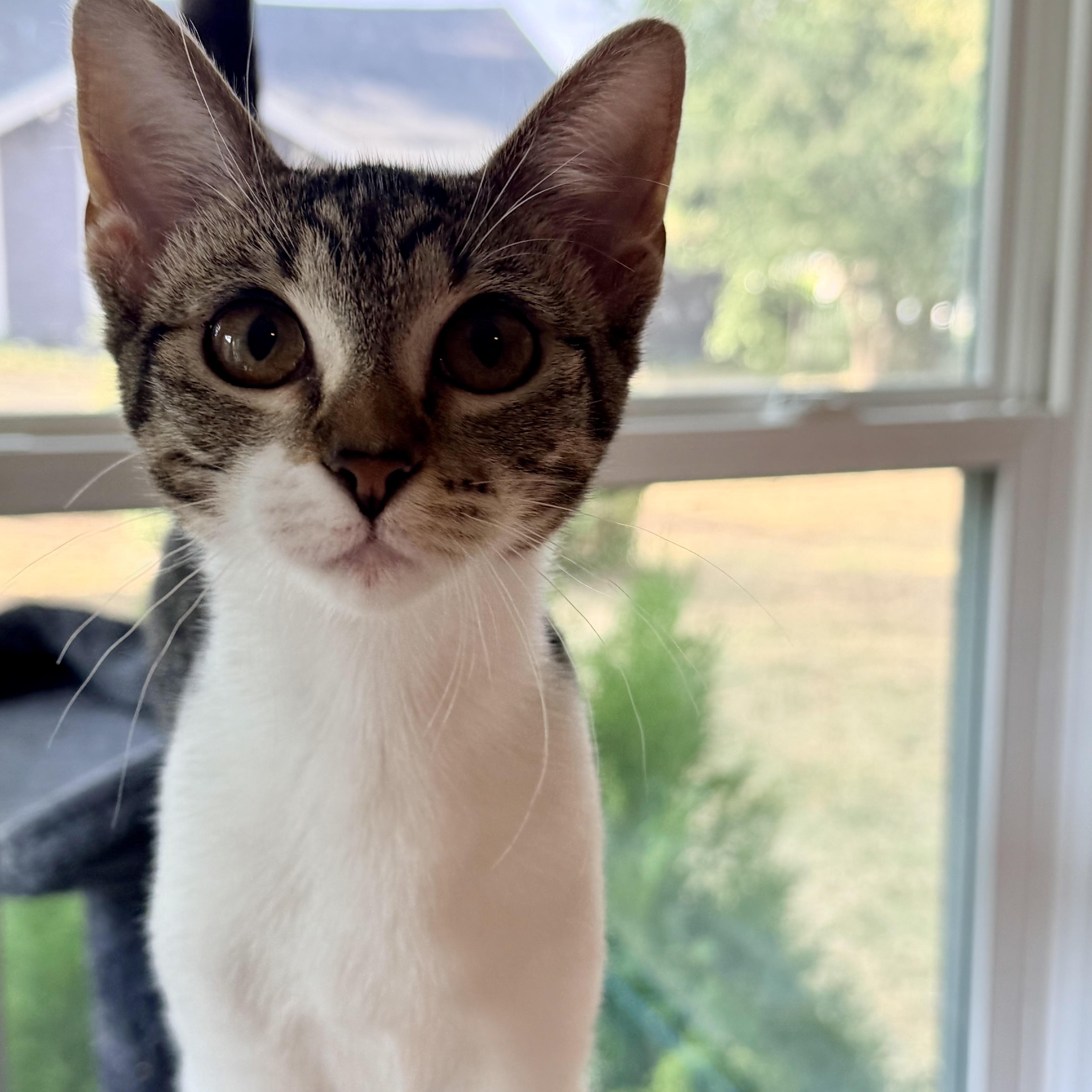 Enlarge Shannon, a Adoptable Domestic Short Hair in Colorado Springs, CO image 2/5