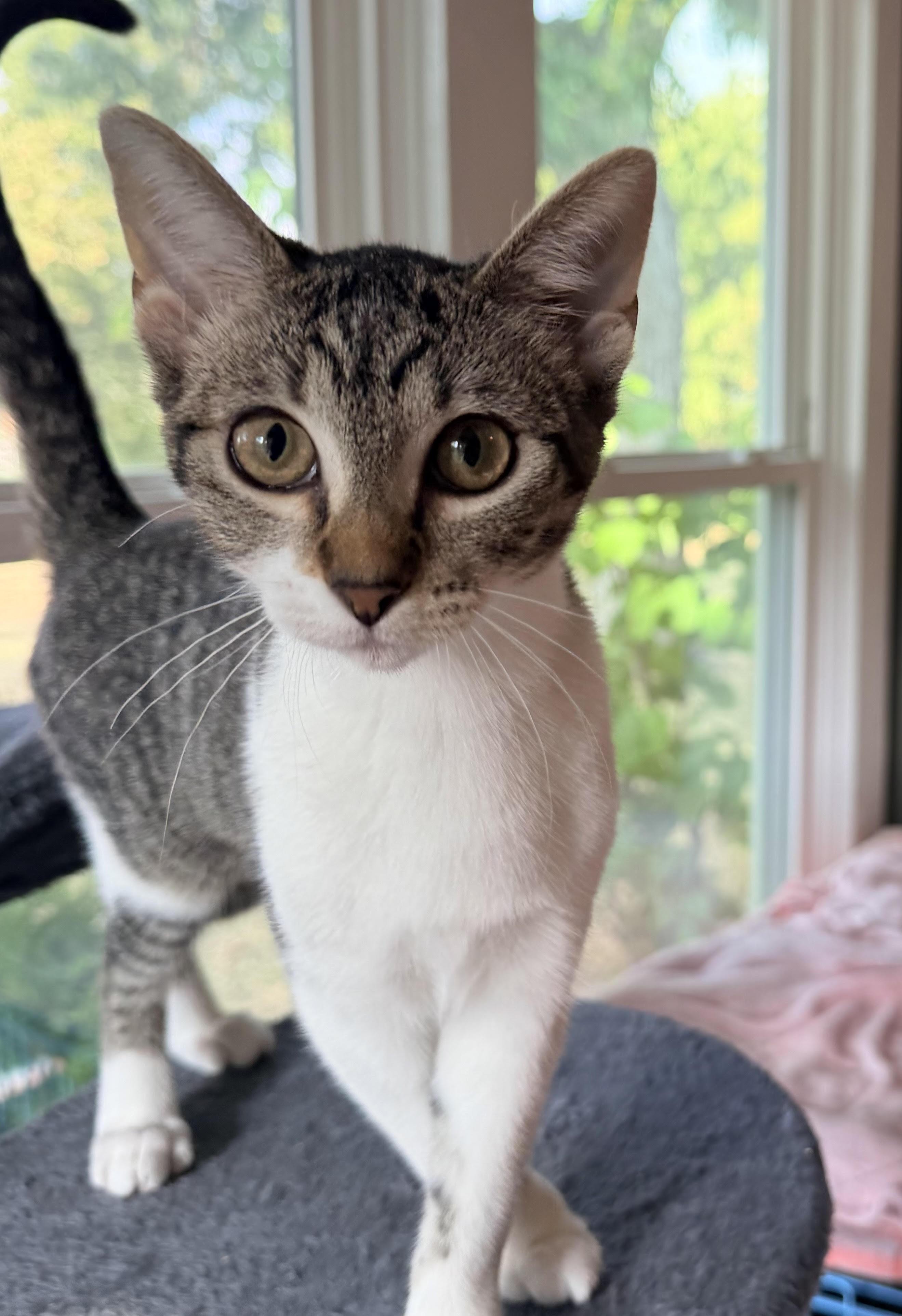 Enlarge Shannon, a Adoptable Domestic Short Hair in Colorado Springs, CO image 4/5