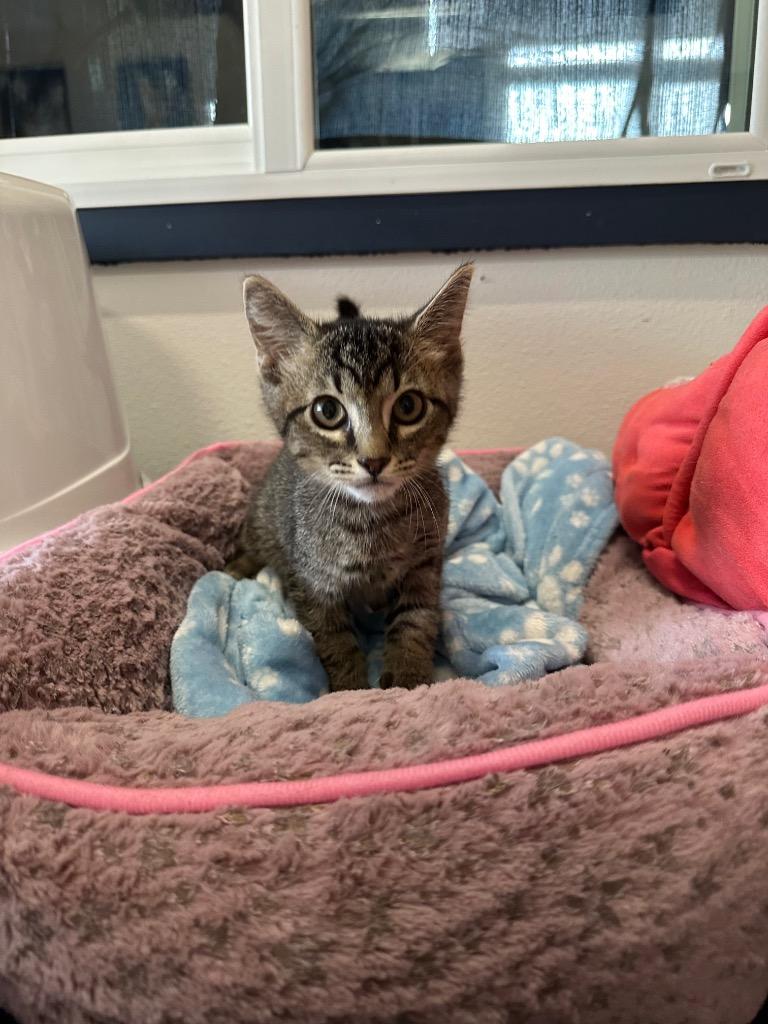 Bearclaw, Adoptable, Kitten Male Domestic Short Hair.