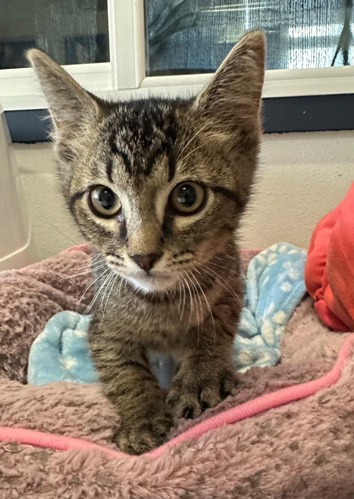 Enlarge Bearclaw, a Adoptable mixed breed in Newberg, OR image 2/2