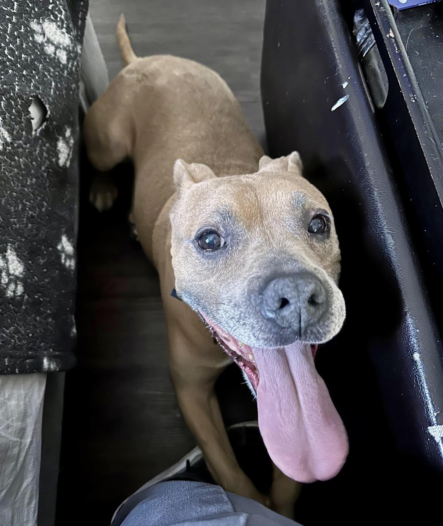 Enlarge Rocky, a ADOPTABLE mixed breed in Los Angeles, CA image 2/6