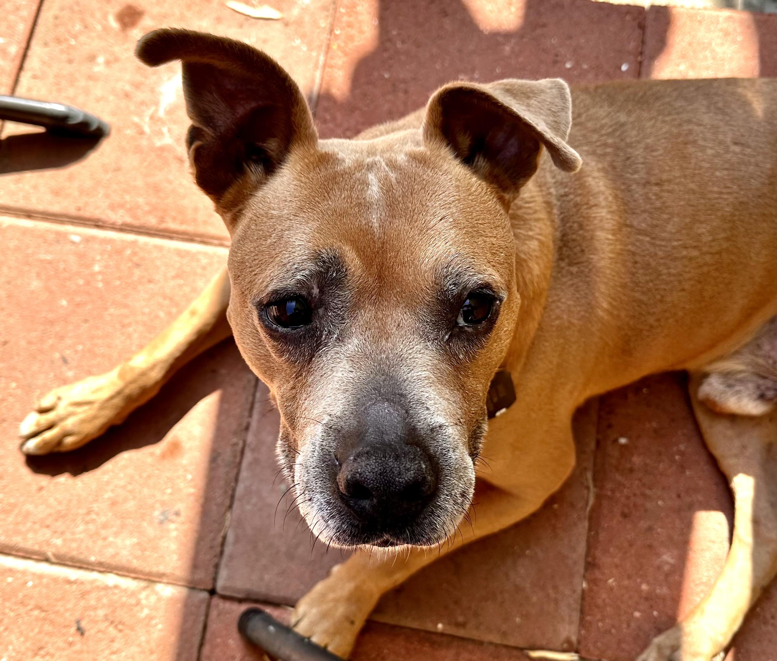 Enlarge Rocky, a ADOPTABLE mixed breed in Los Angeles, CA image 1/6