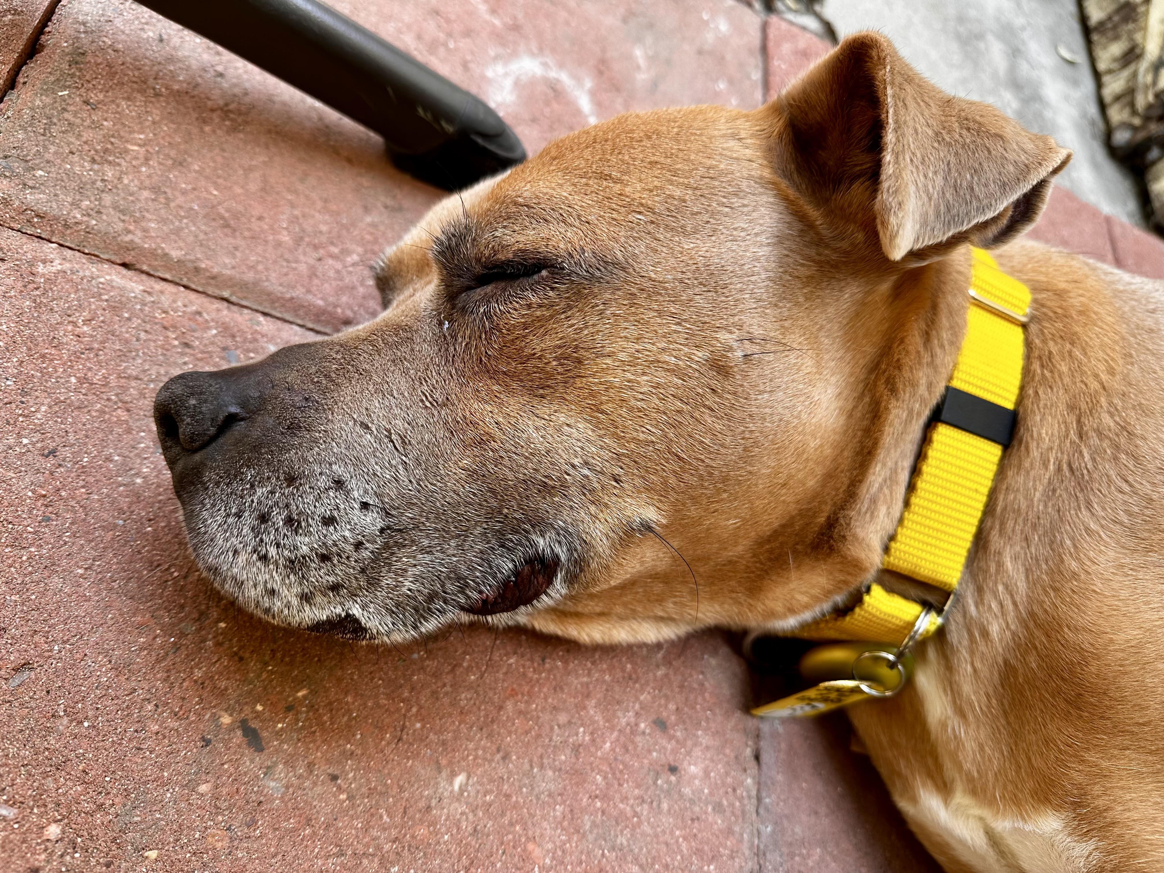 Enlarge Rocky, a ADOPTABLE mixed breed in Los Angeles, CA image 4/6