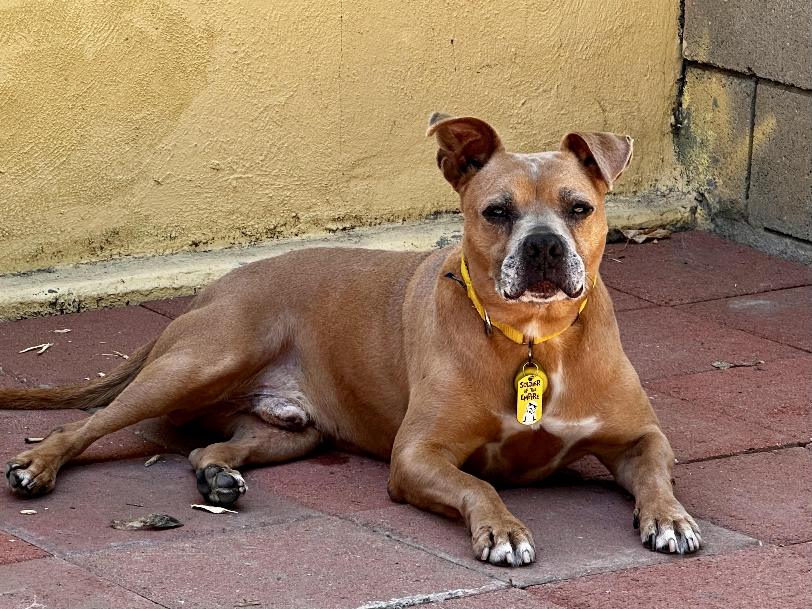 Enlarge Rocky, a ADOPTABLE mixed breed in Los Angeles, CA image 3/6