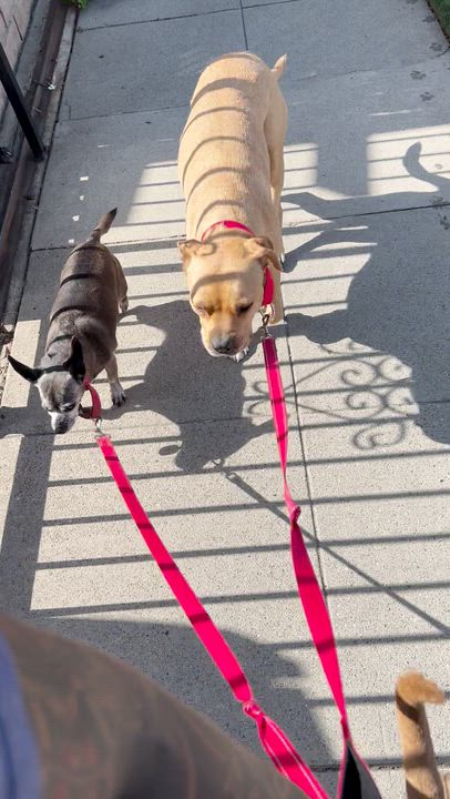 Enlarge Rocky, a ADOPTABLE mixed breed in Los Angeles, CA video 6/6