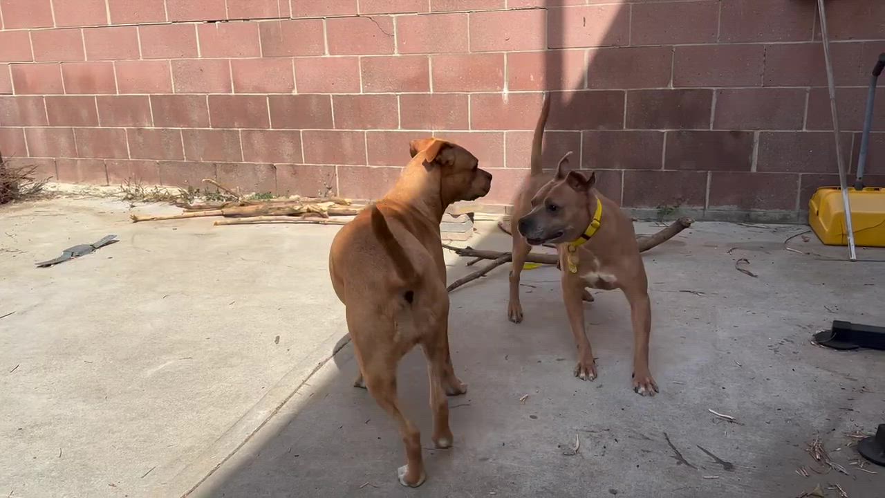 Enlarge Rocky, a ADOPTABLE mixed breed in Los Angeles, CA video 5/6