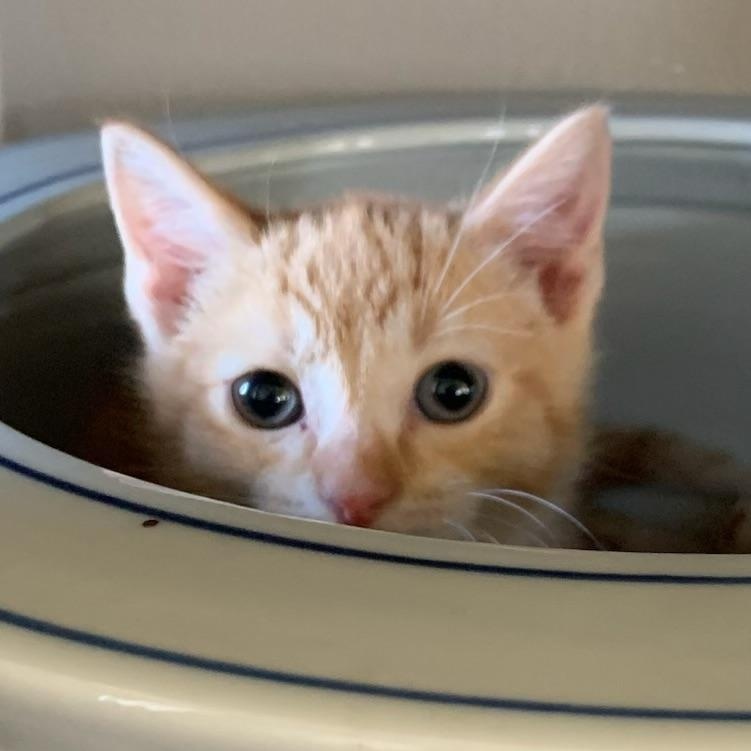 Enlarge Dusty (Girl), a ADOPTABLE Tabby in Pasco, WA image 4/5