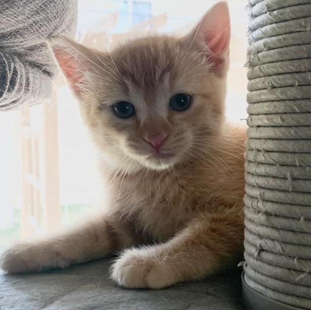 Enlarge Dusty (Girl), a ADOPTABLE Tabby in Pasco, WA image 2/5