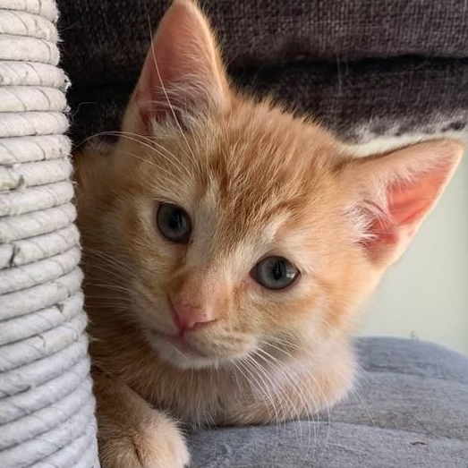 Enlarge Dusty (Girl), a ADOPTABLE Tabby in Pasco, WA image 1/5
